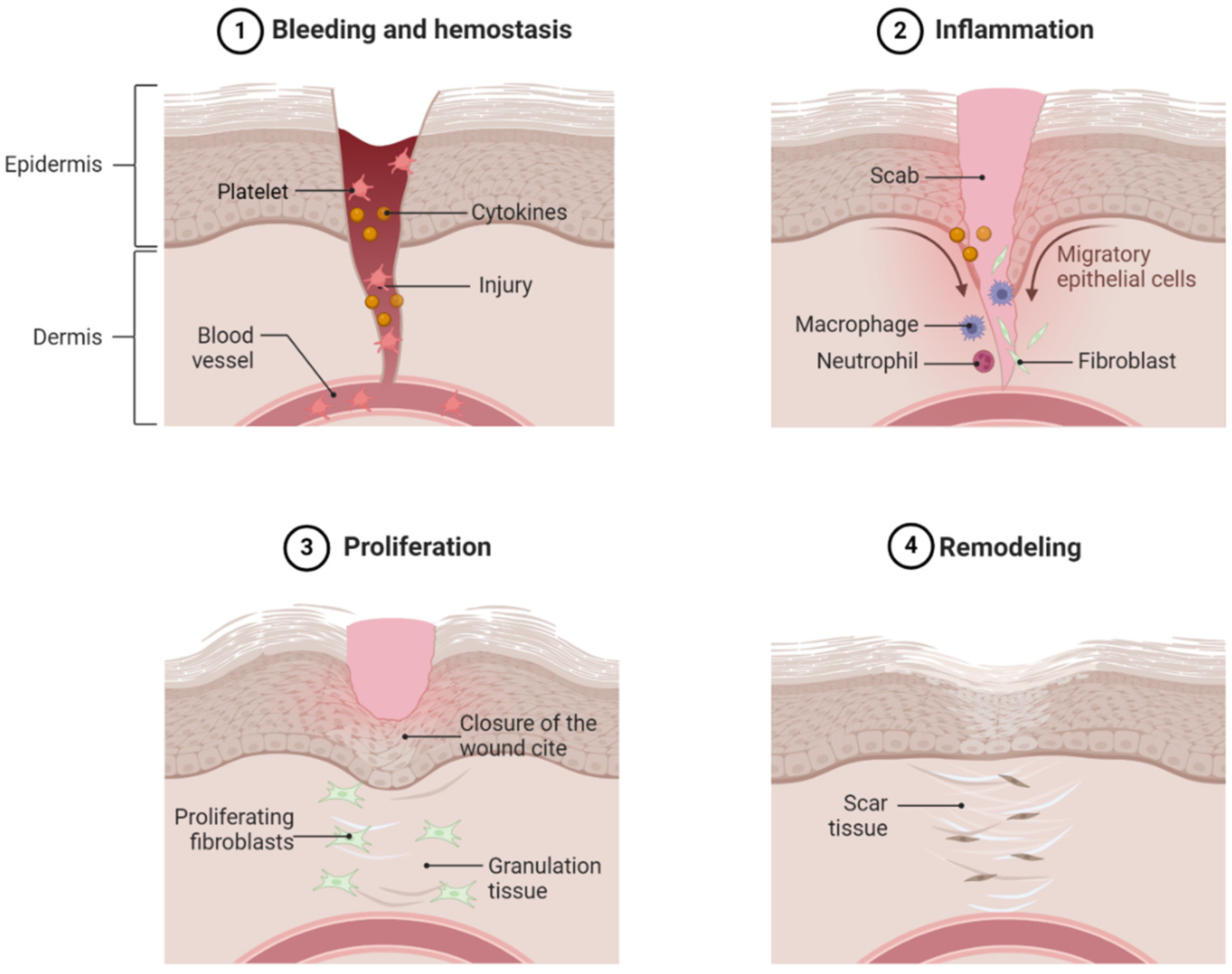 Biomedicines 12 01939 g001