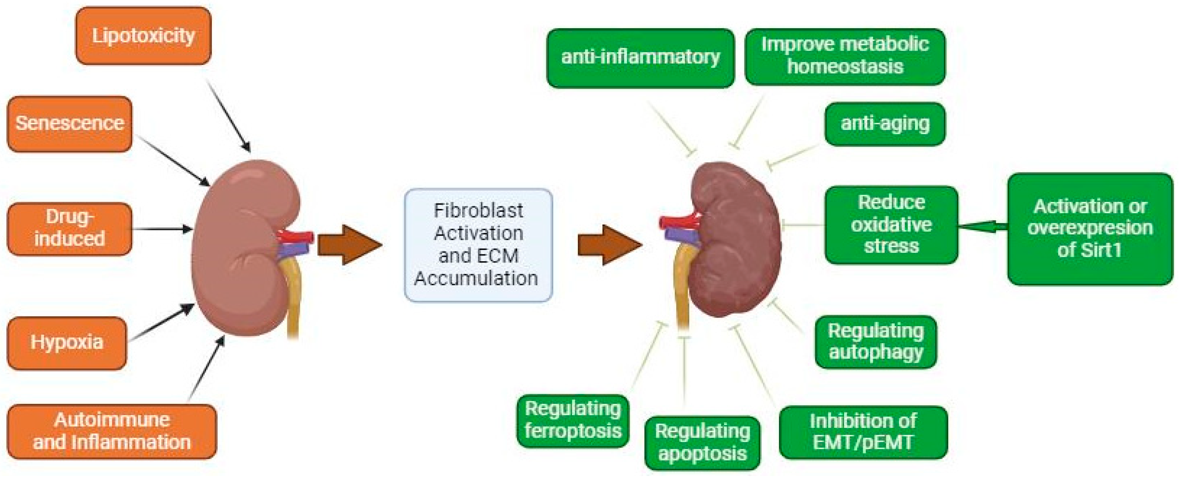 Biomedicines 12 01942 g001 Biomedicines 12 01942 g001