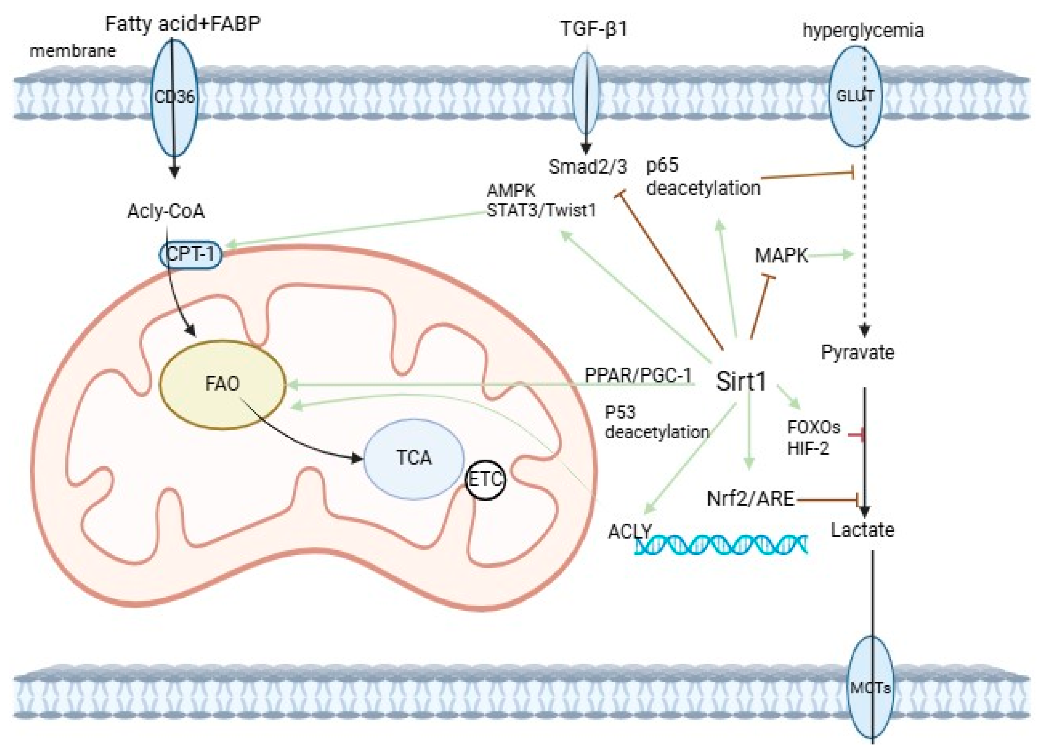 Biomedicines 12 01942 g002 Biomedicines 12 01942 g002