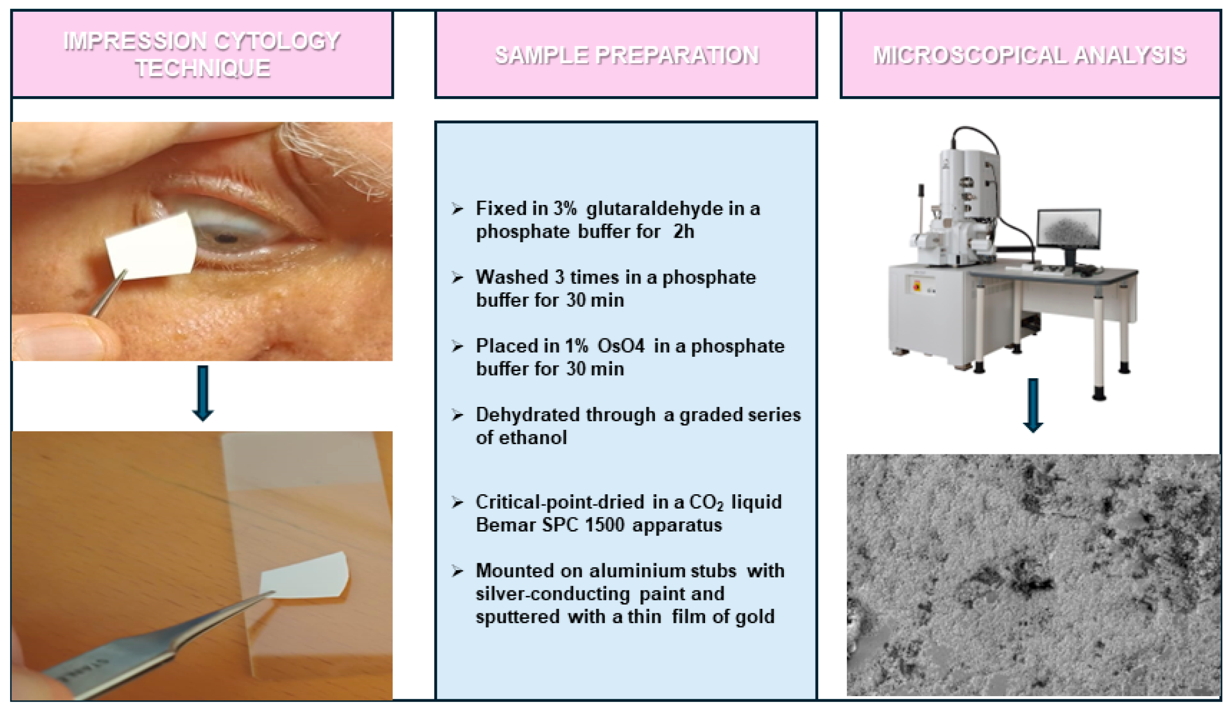 Biomedicines 12 01945 g001