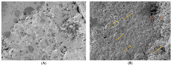 Biomedicines 12 01945 g004