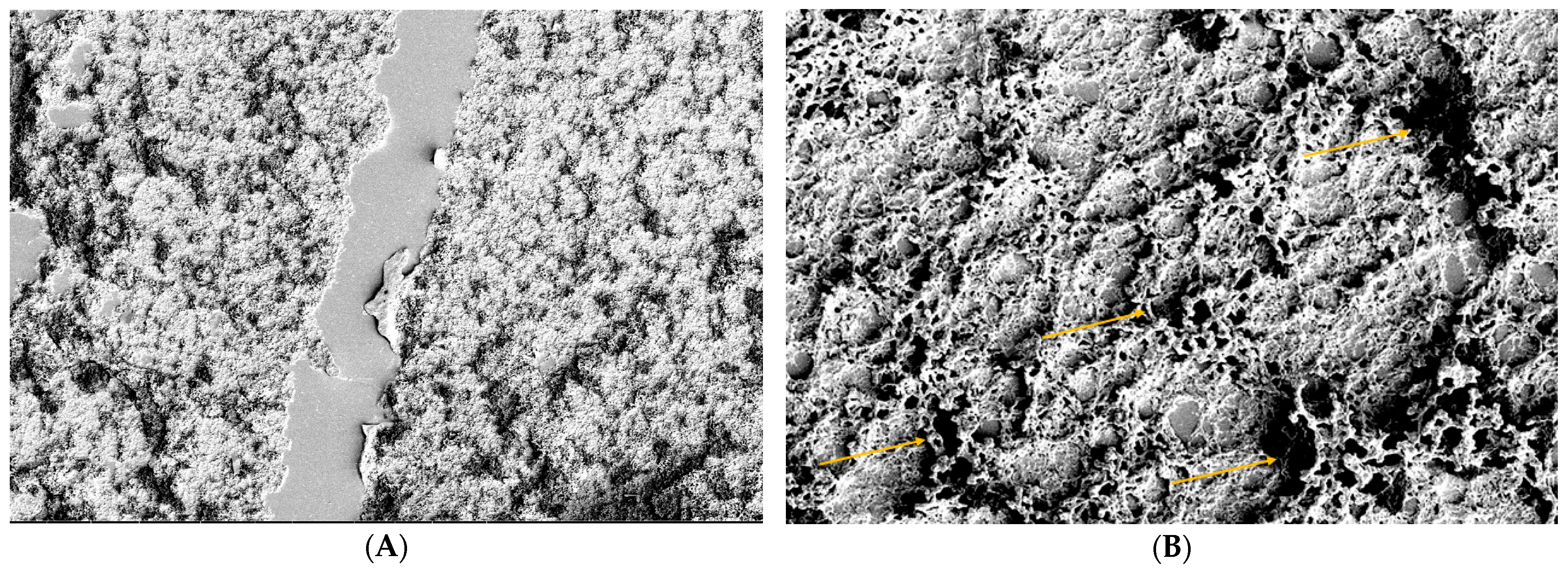 Biomedicines 12 01945 g009