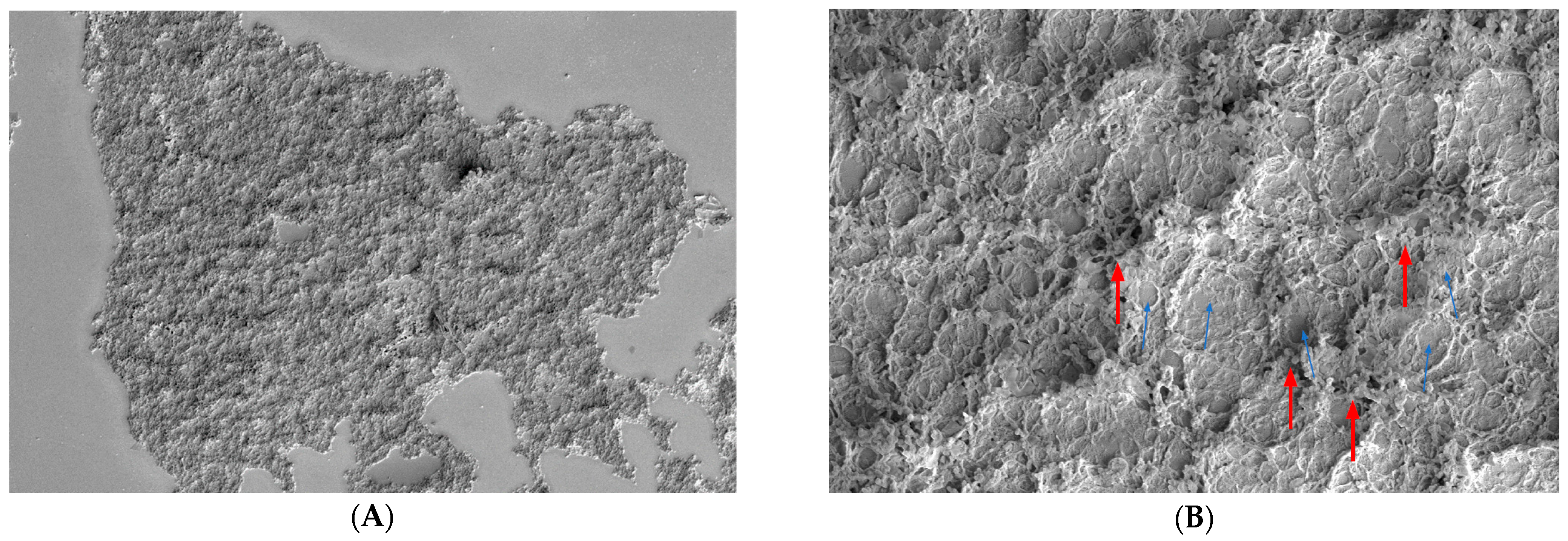 Biomedicines 12 01945 g010