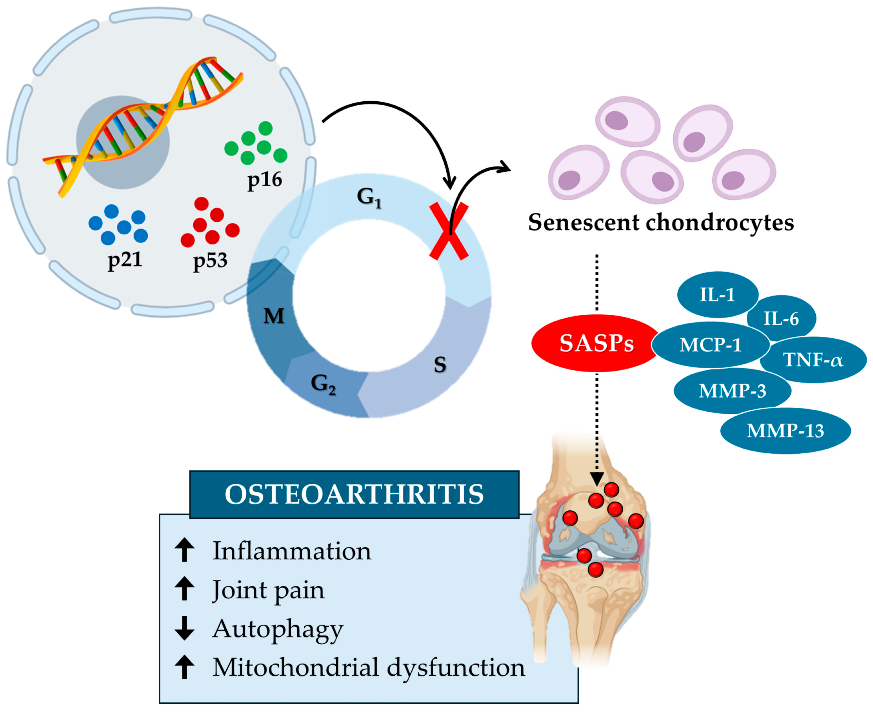 Biomedicines 12 01948 g003
