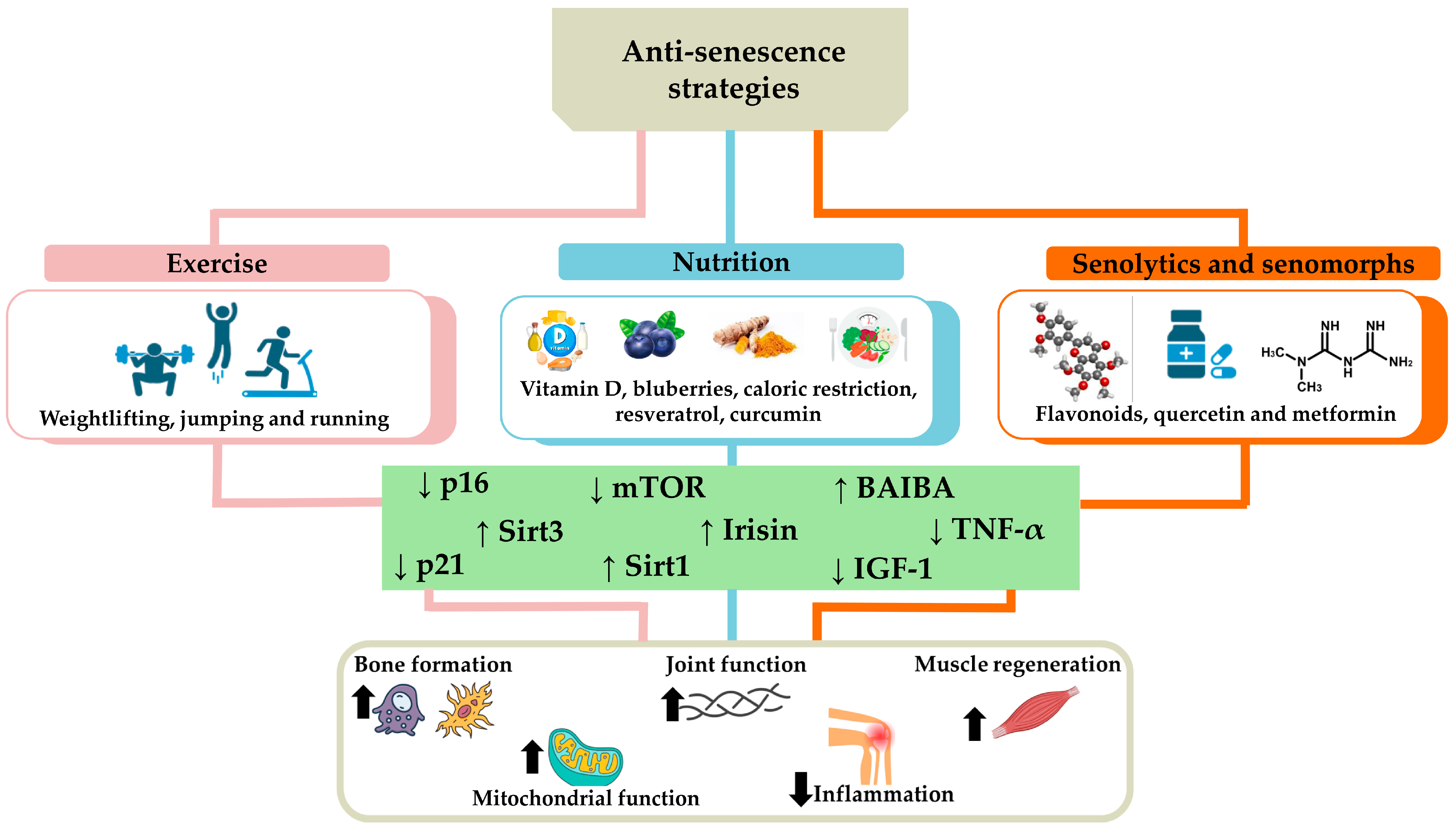 Biomedicines 12 01948 g004