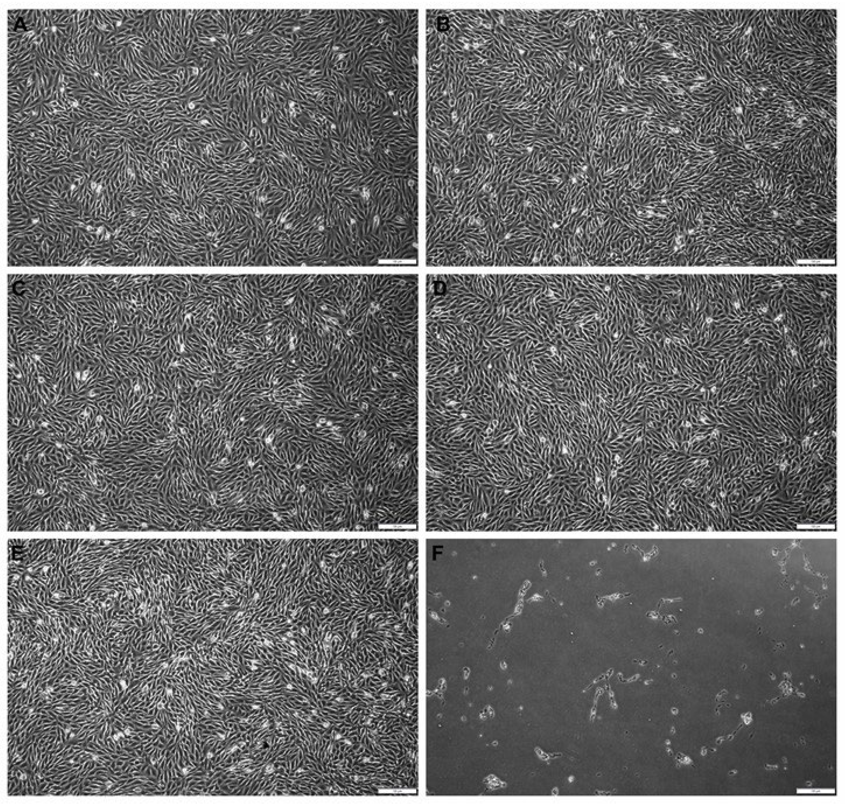 Biomedicines 12 01949 g002