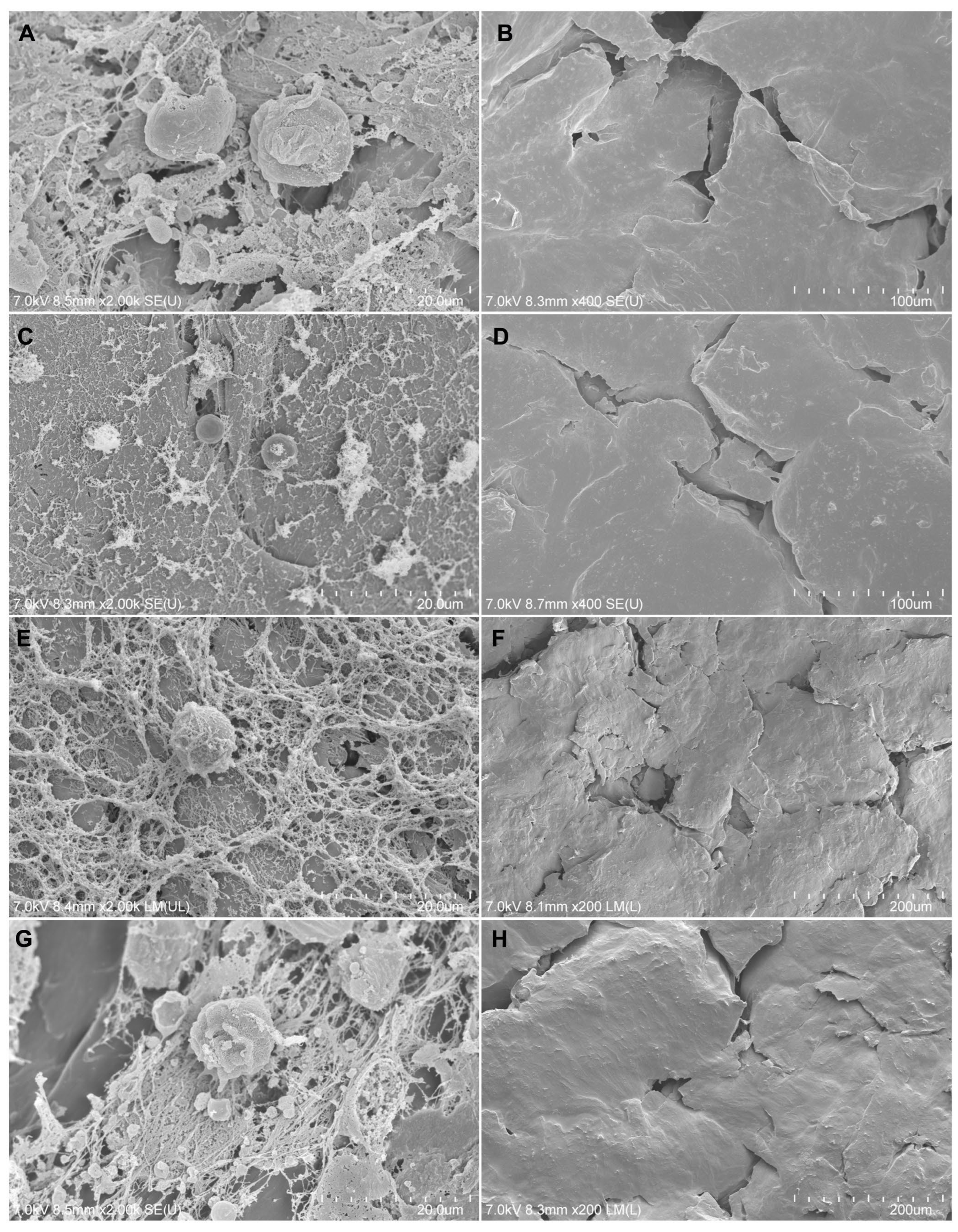 Biomedicines 12 01949 g007