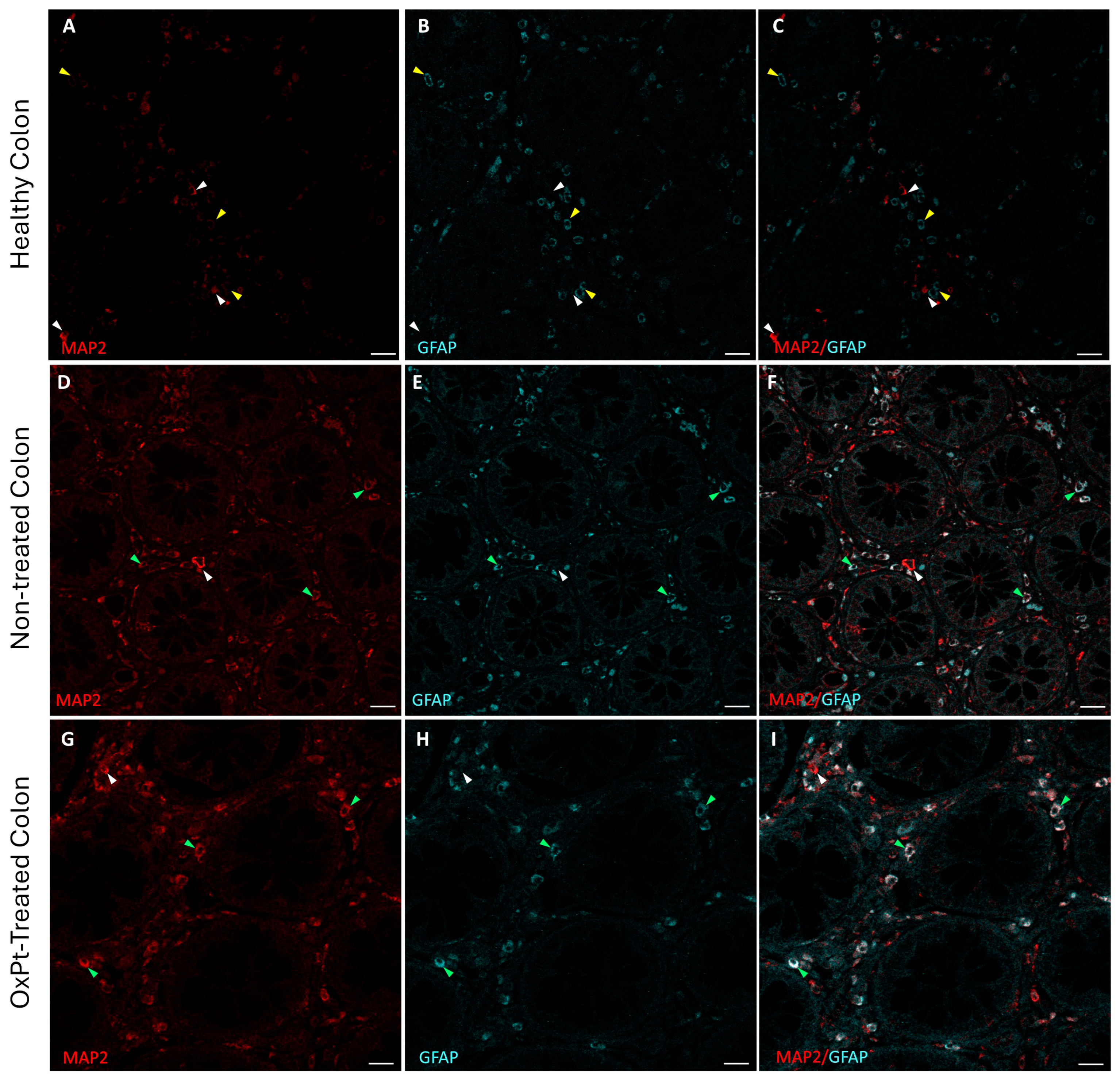 Biomedicines 12 01952 g001