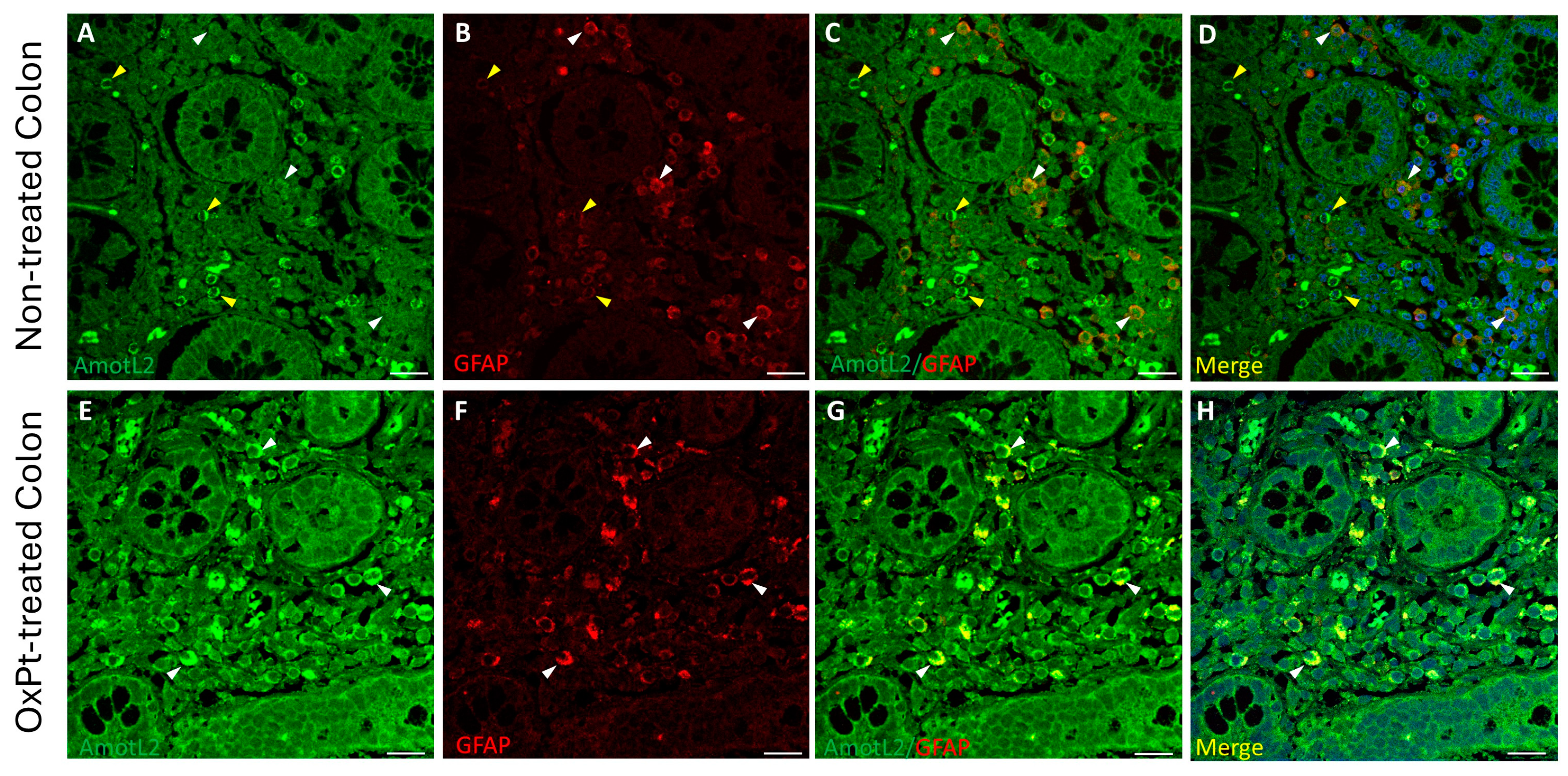 Biomedicines 12 01952 g007