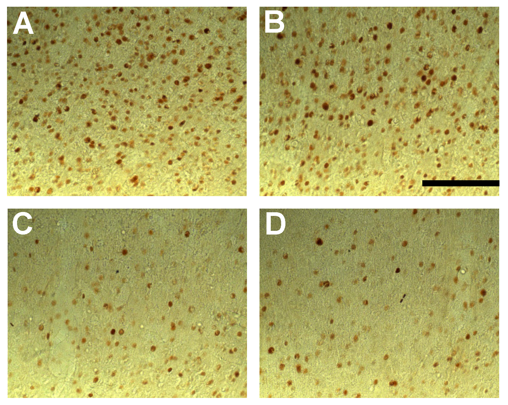 Biomedicines 12 01954 g008