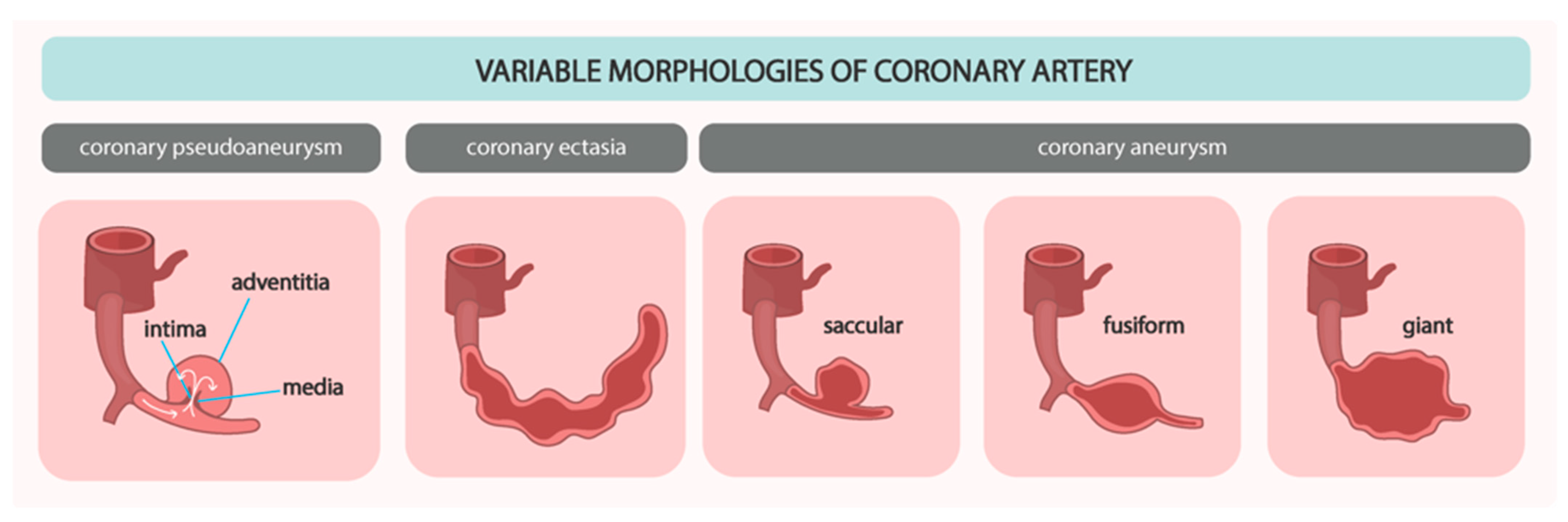Biomedicines 12 01984 g001