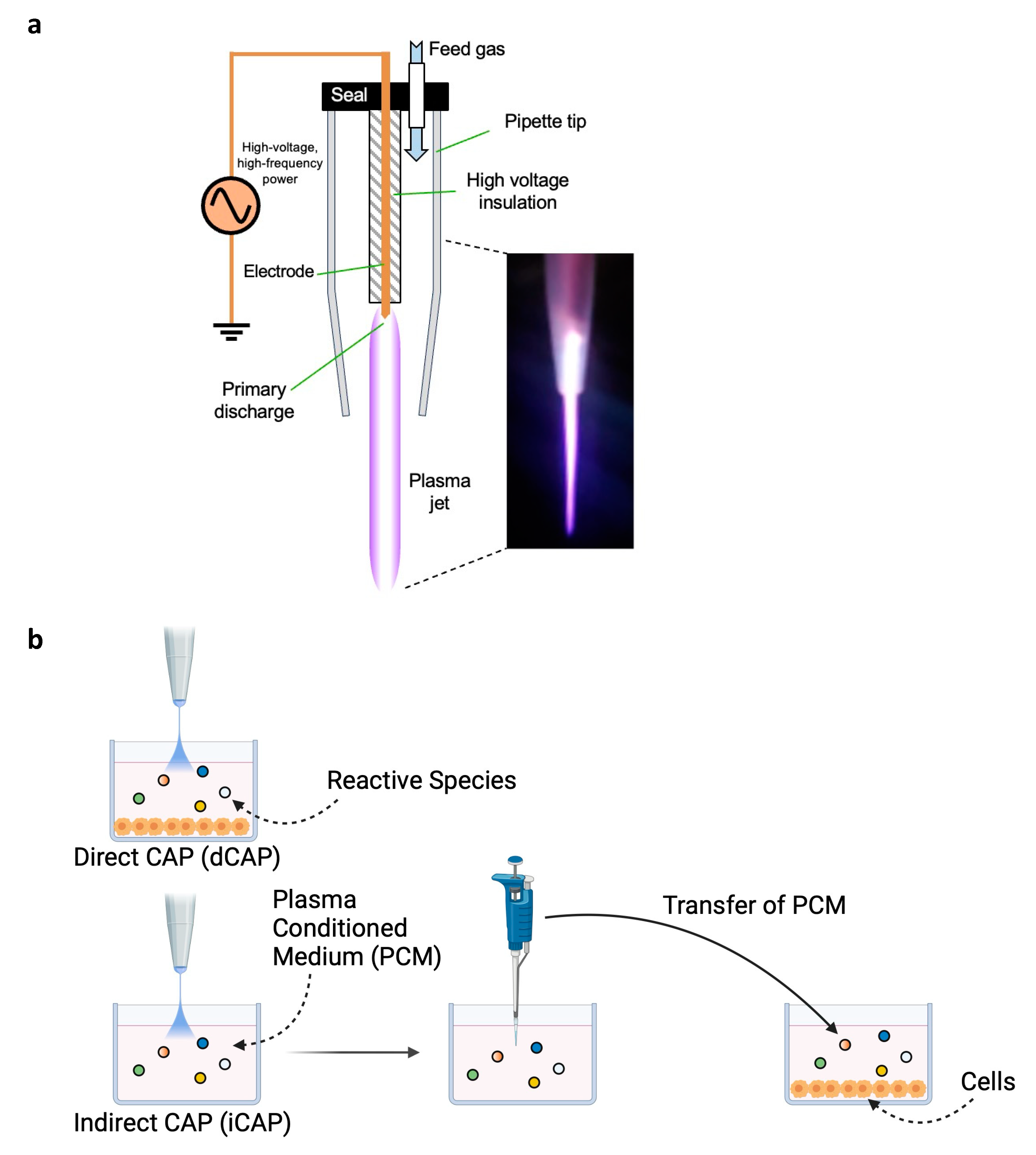 Biomedicines 12 01986 g001 Biomedicines 12 01986 g001