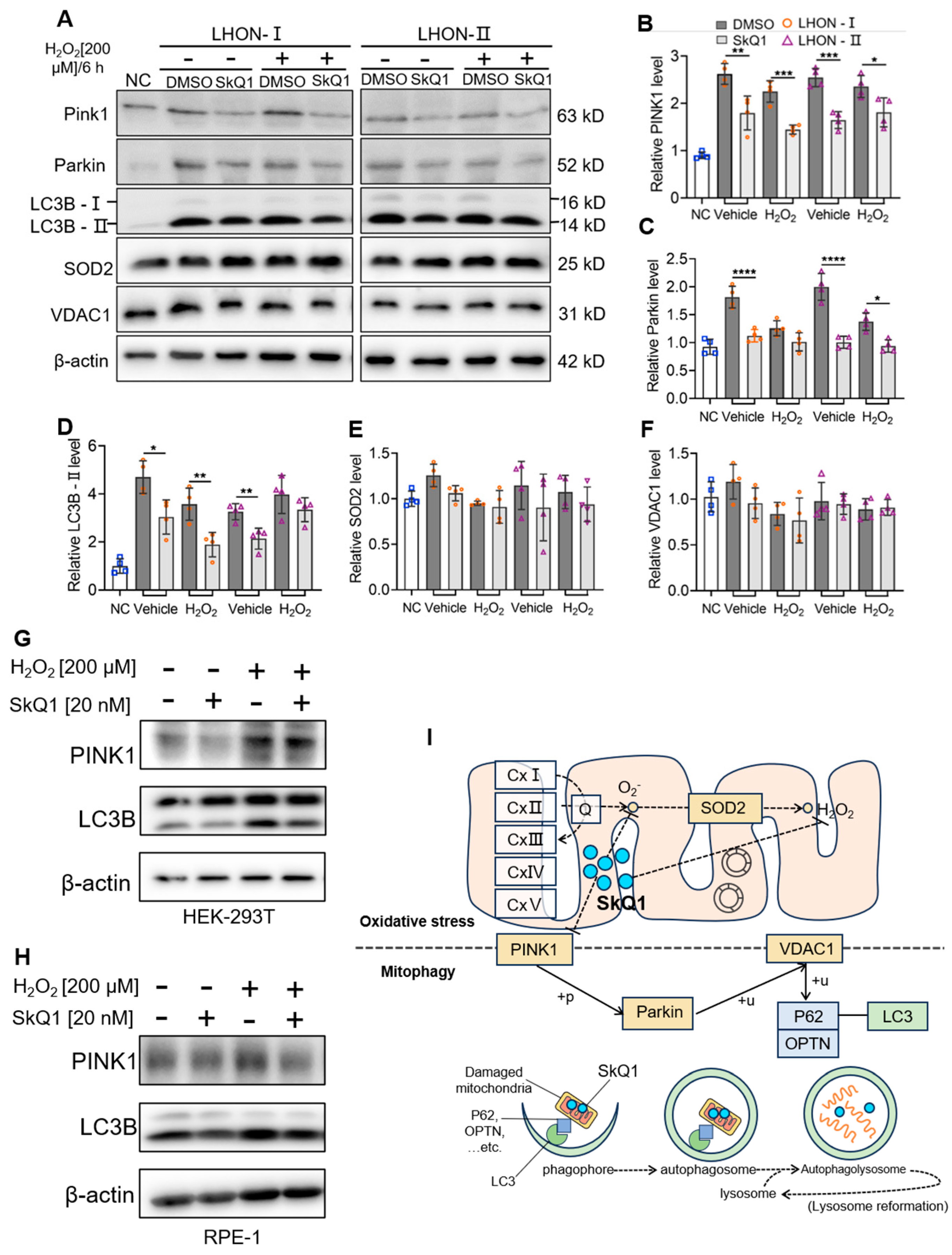 Biomedicines 12 02020 g007