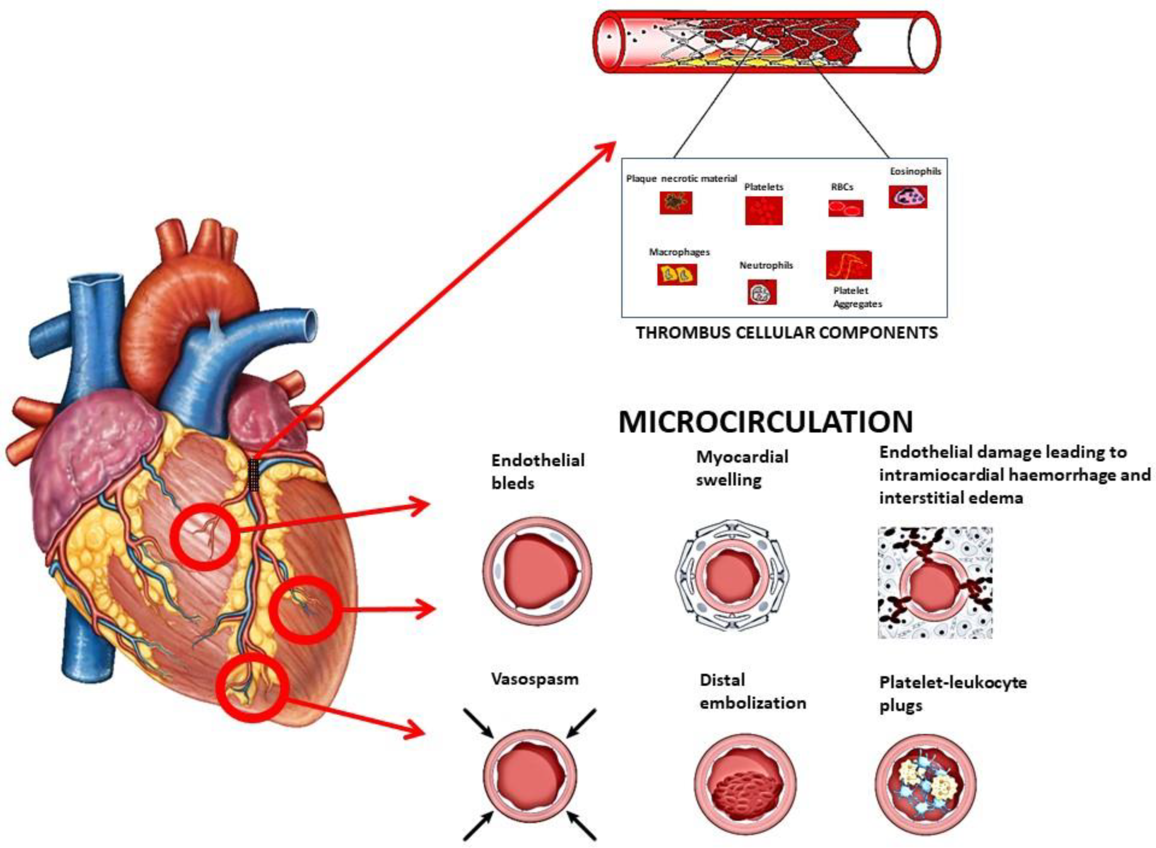 Biomedicines 12 02023 g001 Biomedicines 12 02023 g001