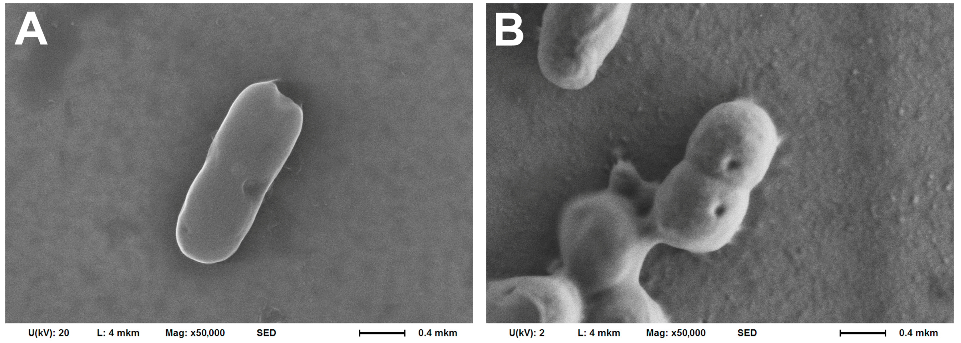 Biomedicines 12 02034 g005
