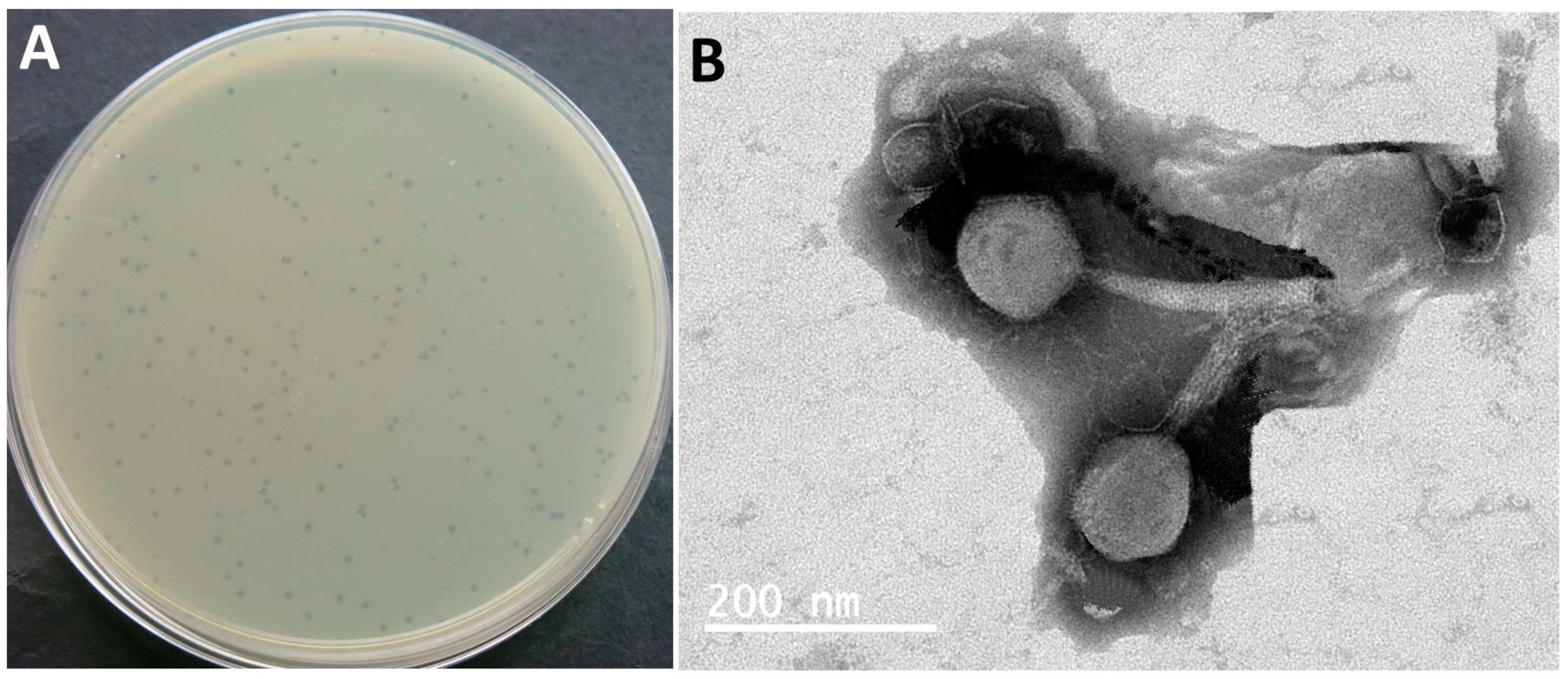 Biomedicines 12 02036 g001