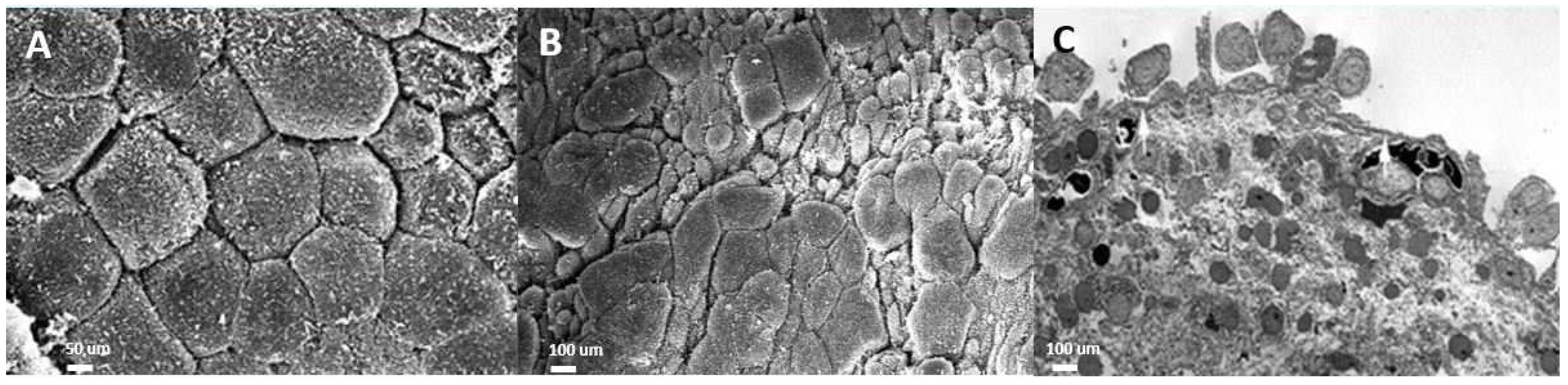 Biomedicines 12 02051 g001