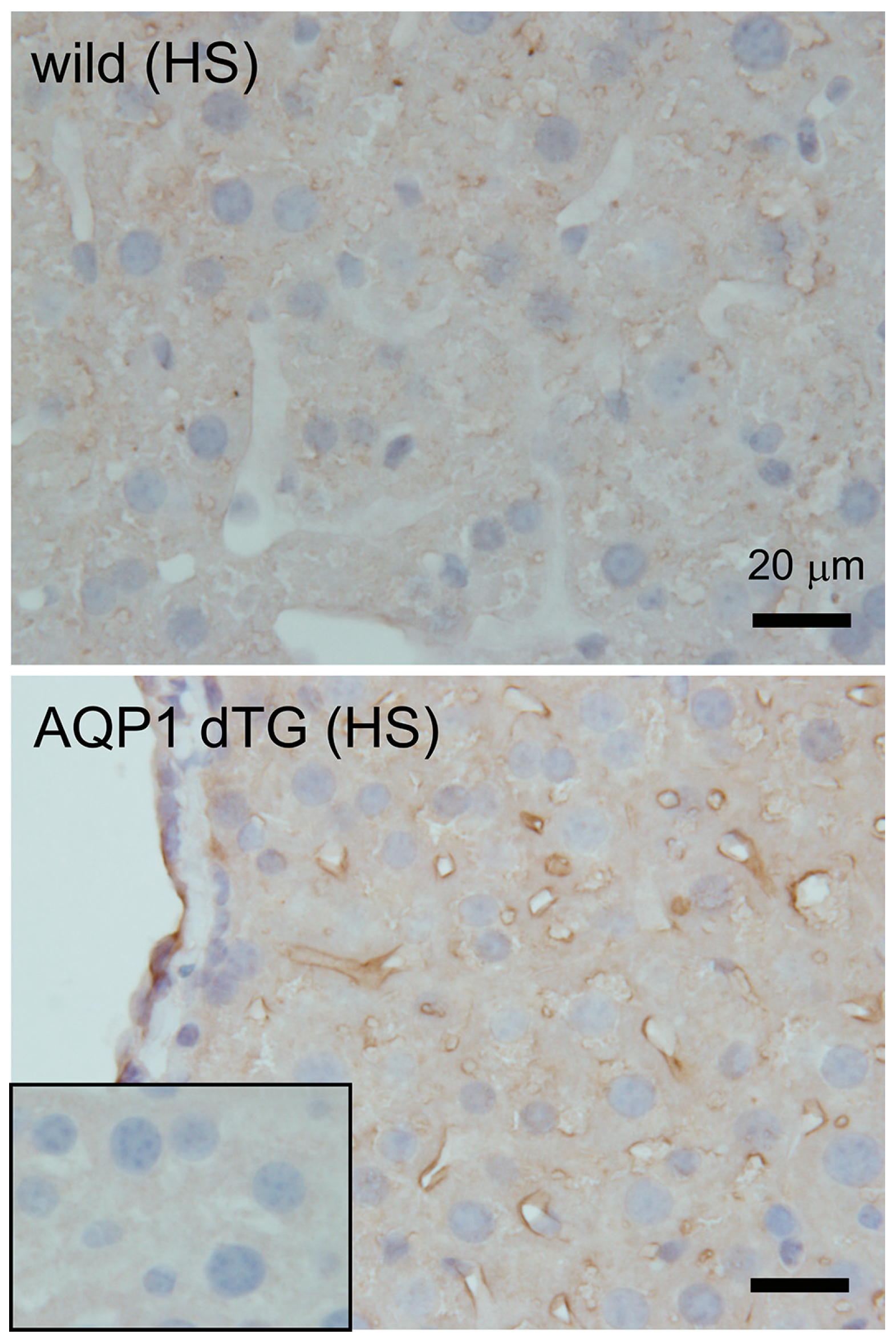 Biomedicines 12 02057 g007 Biomedicines 12 02057 g007