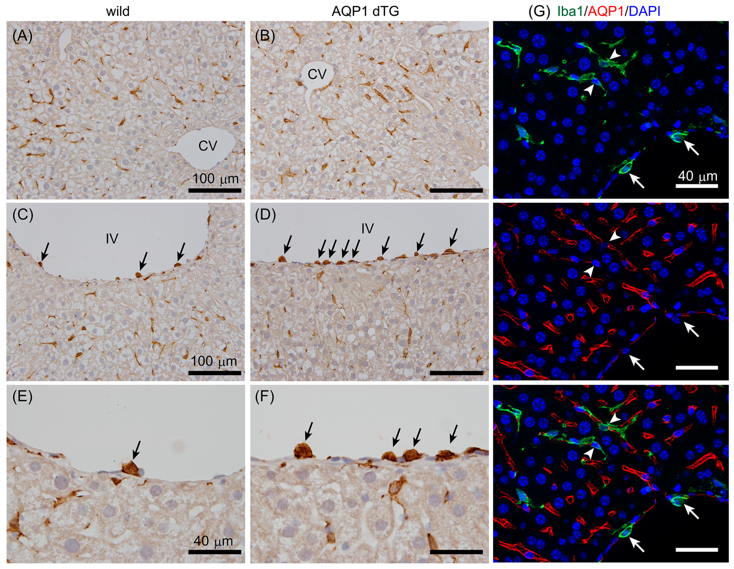 Biomedicines 12 02057 g008 Biomedicines 12 02057 g008