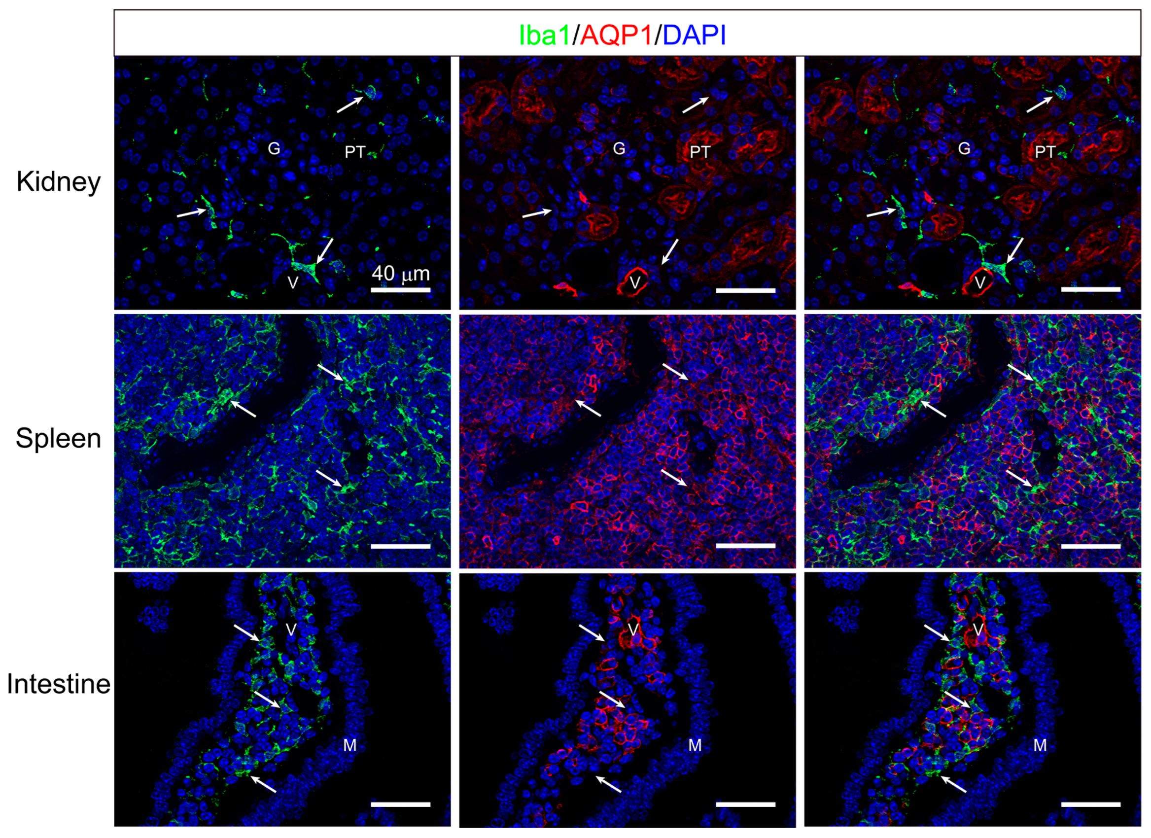 Biomedicines 12 02057 g009 Biomedicines 12 02057 g009