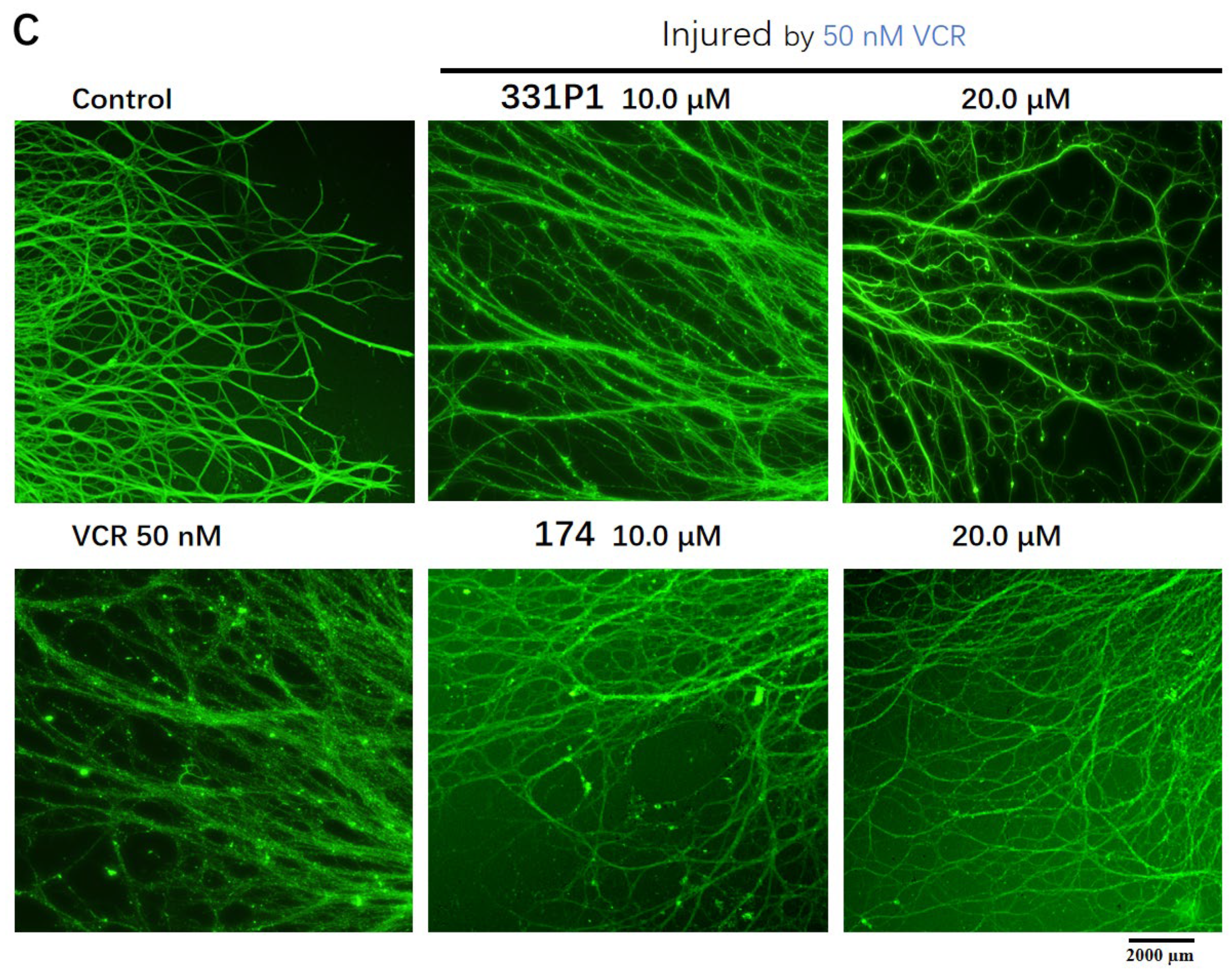 Biomedicines 12 02123 g003b Biomedicines 12 02123 g003b