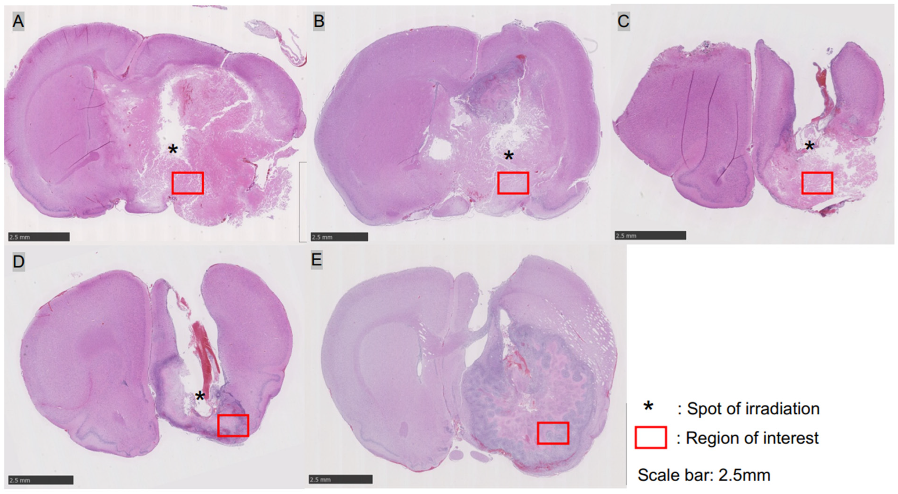 Biomedicines 12 02141 g002
