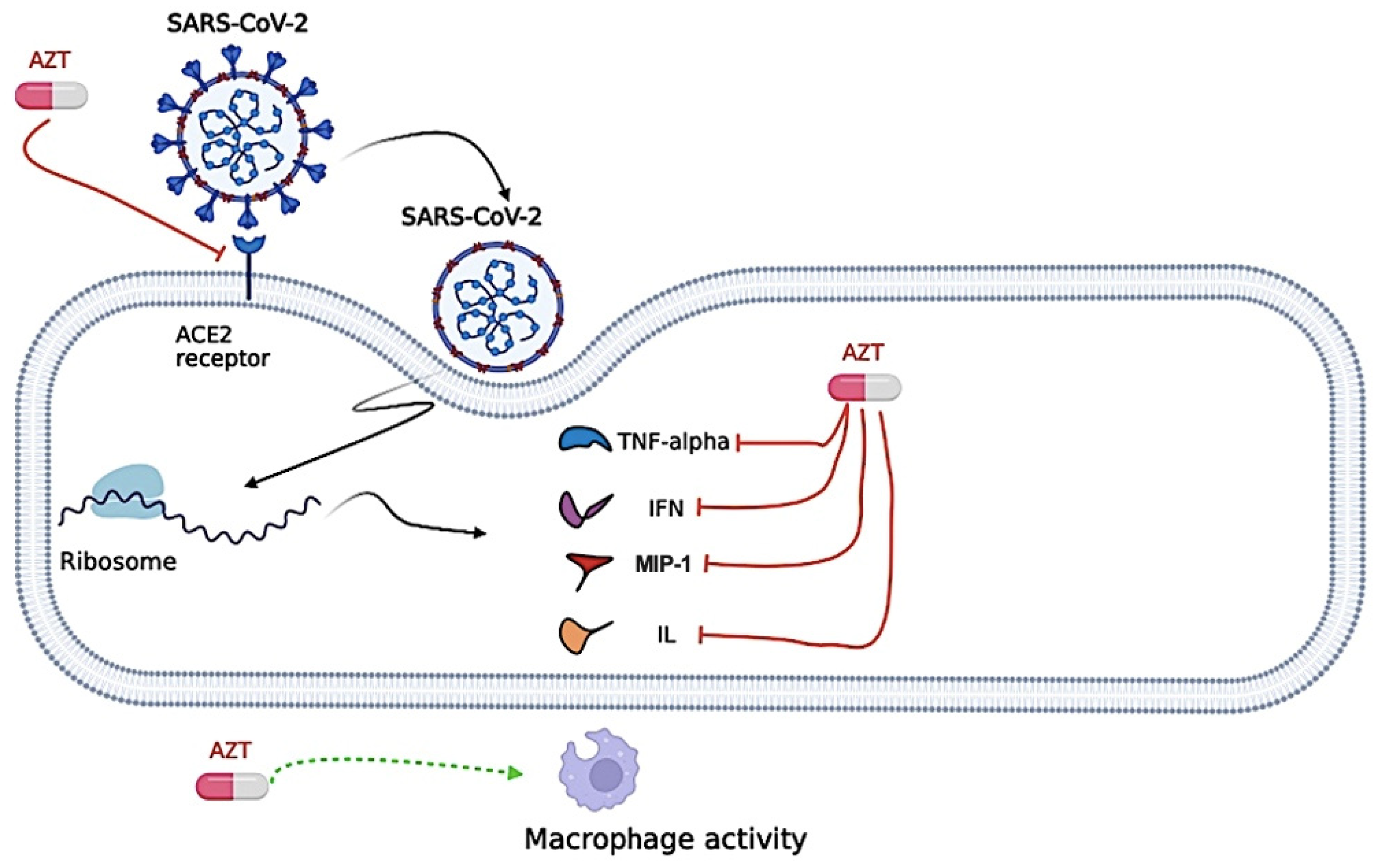 Biomedicines 12 02206 g005 Biomedicines 12 02206 g005