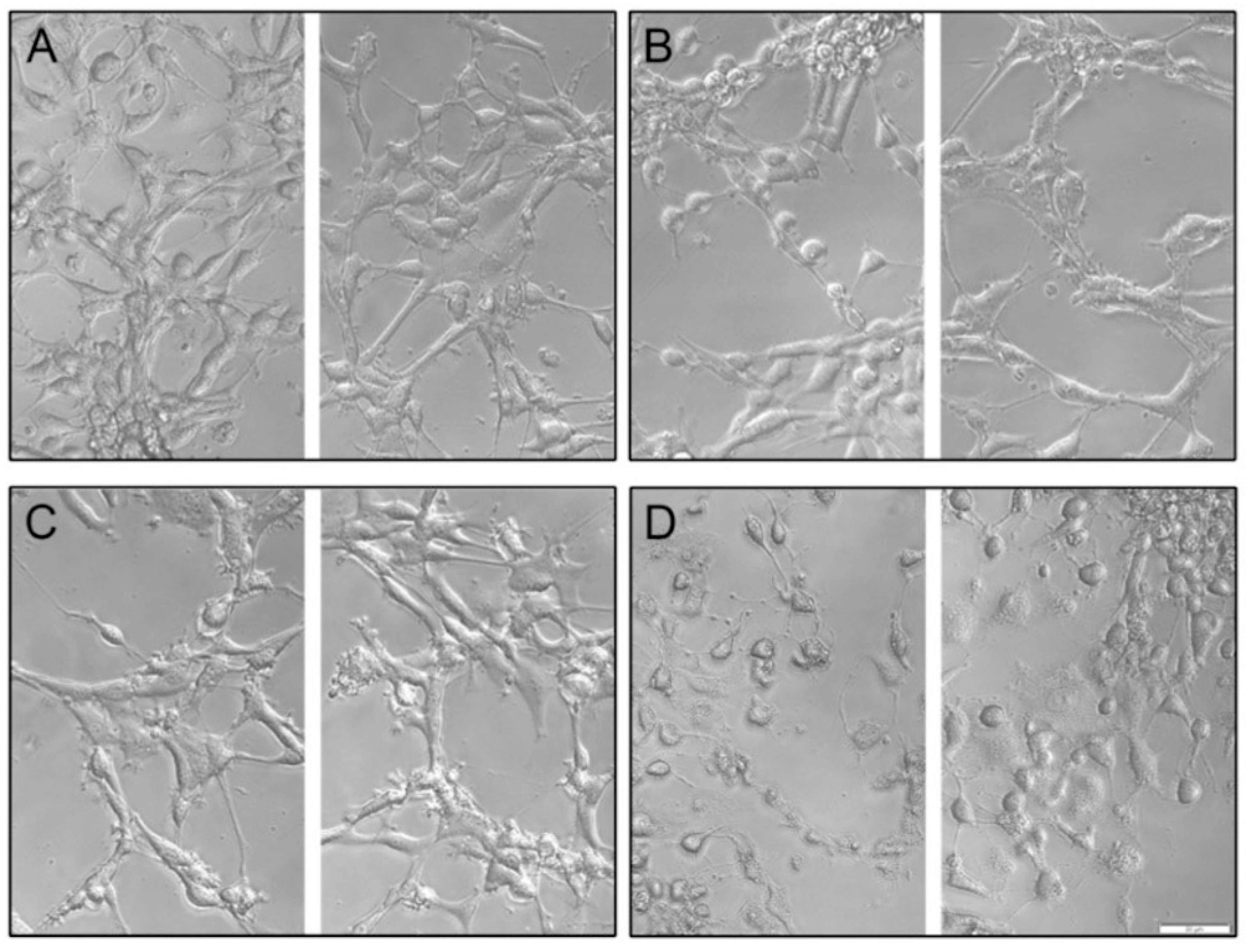 Biomedicines 12 02216 g010