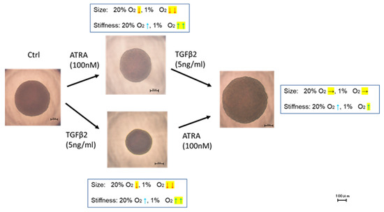 Biomedicines 12 02228 g008