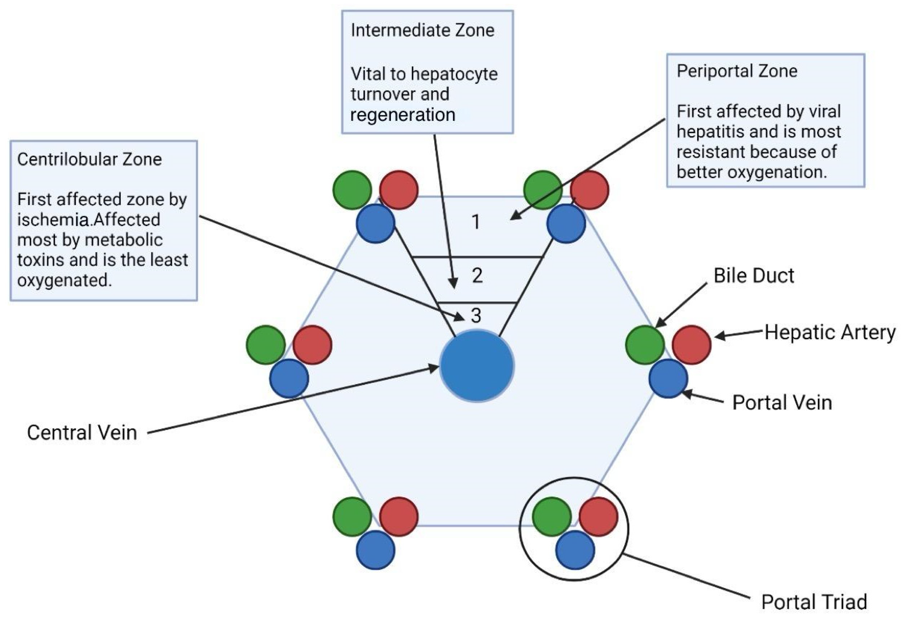 Biomedicines 12 02229 g003