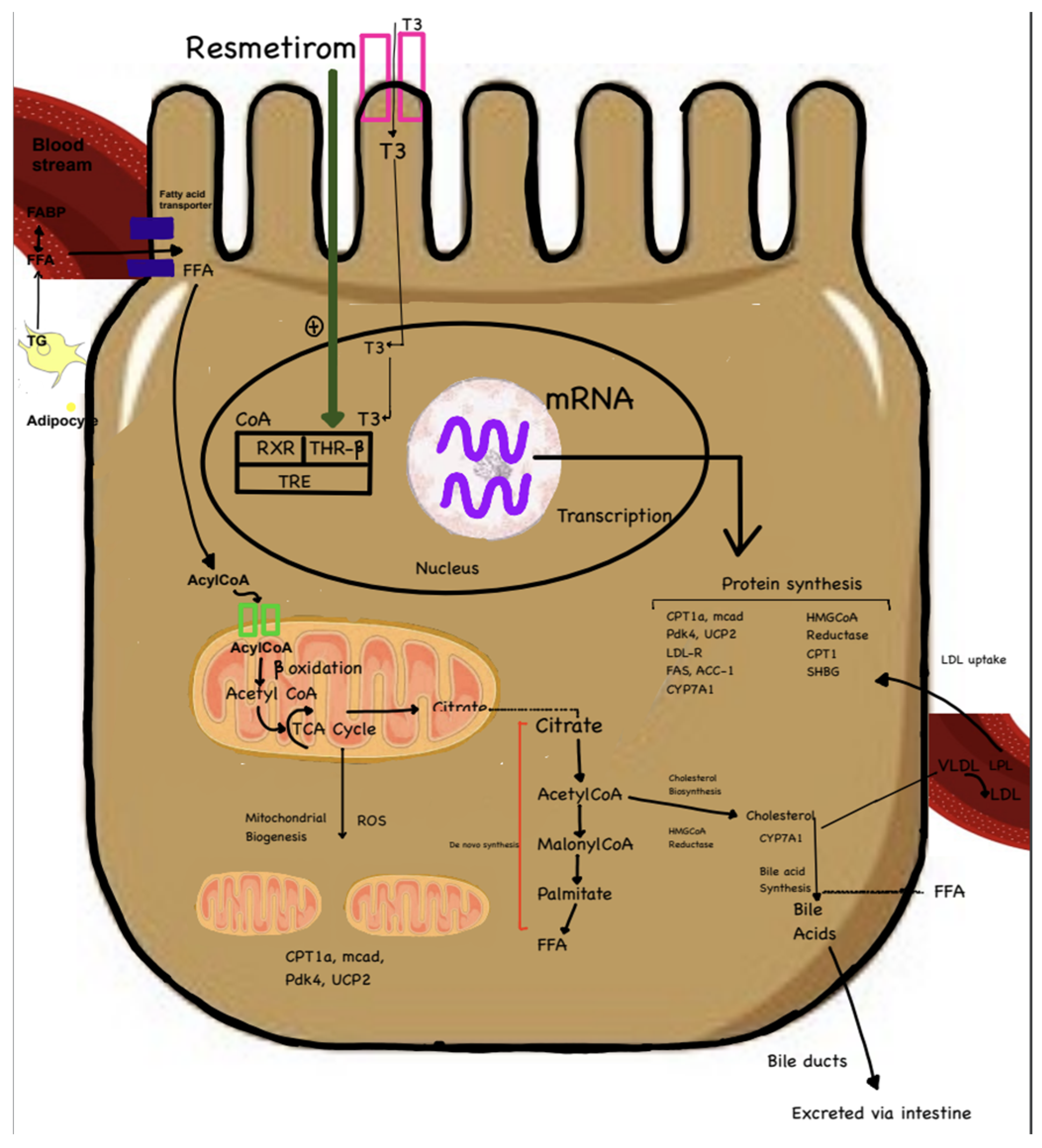 Biomedicines 12 02229 g004