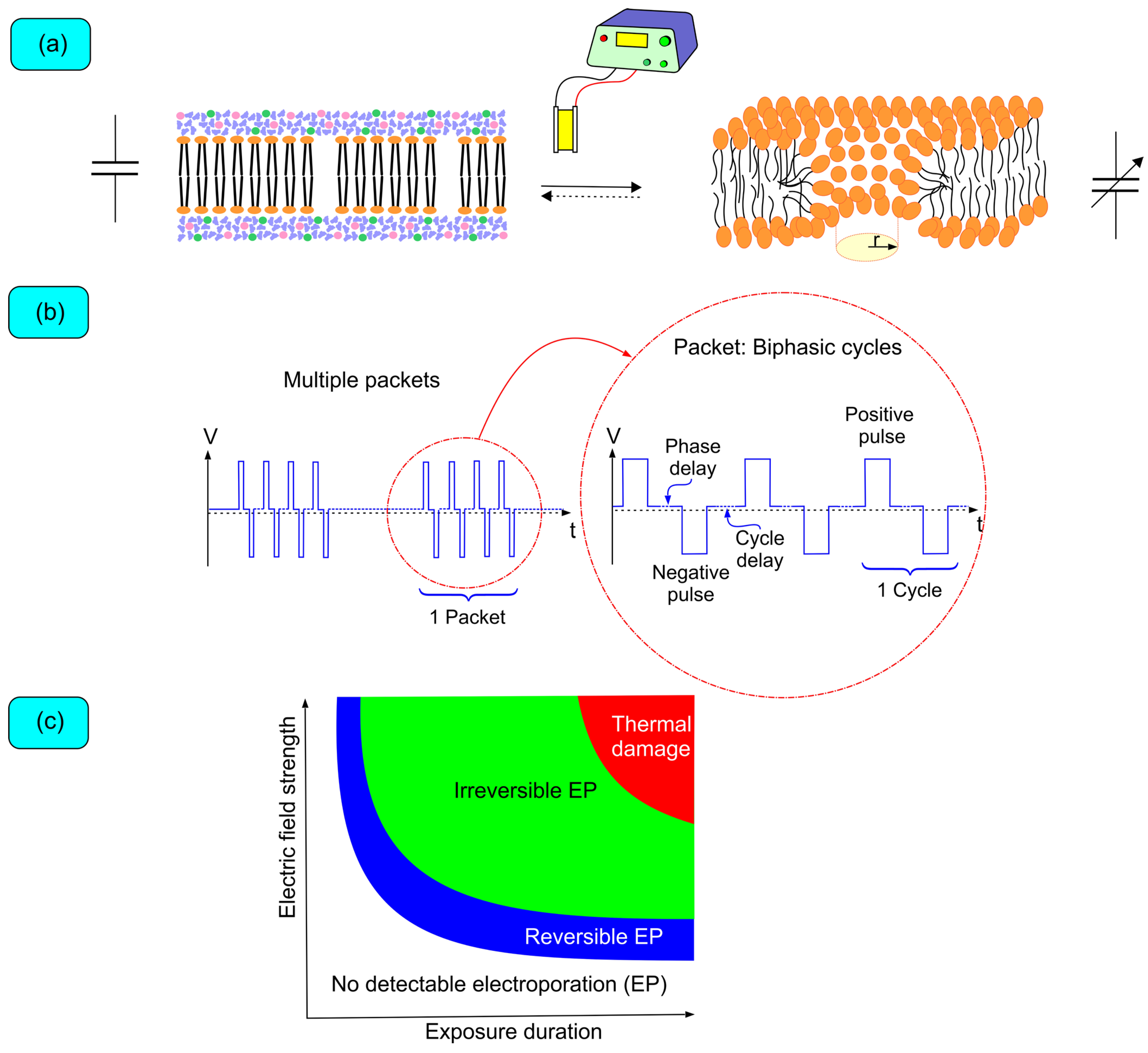 Biomedicines 12 02232 g001