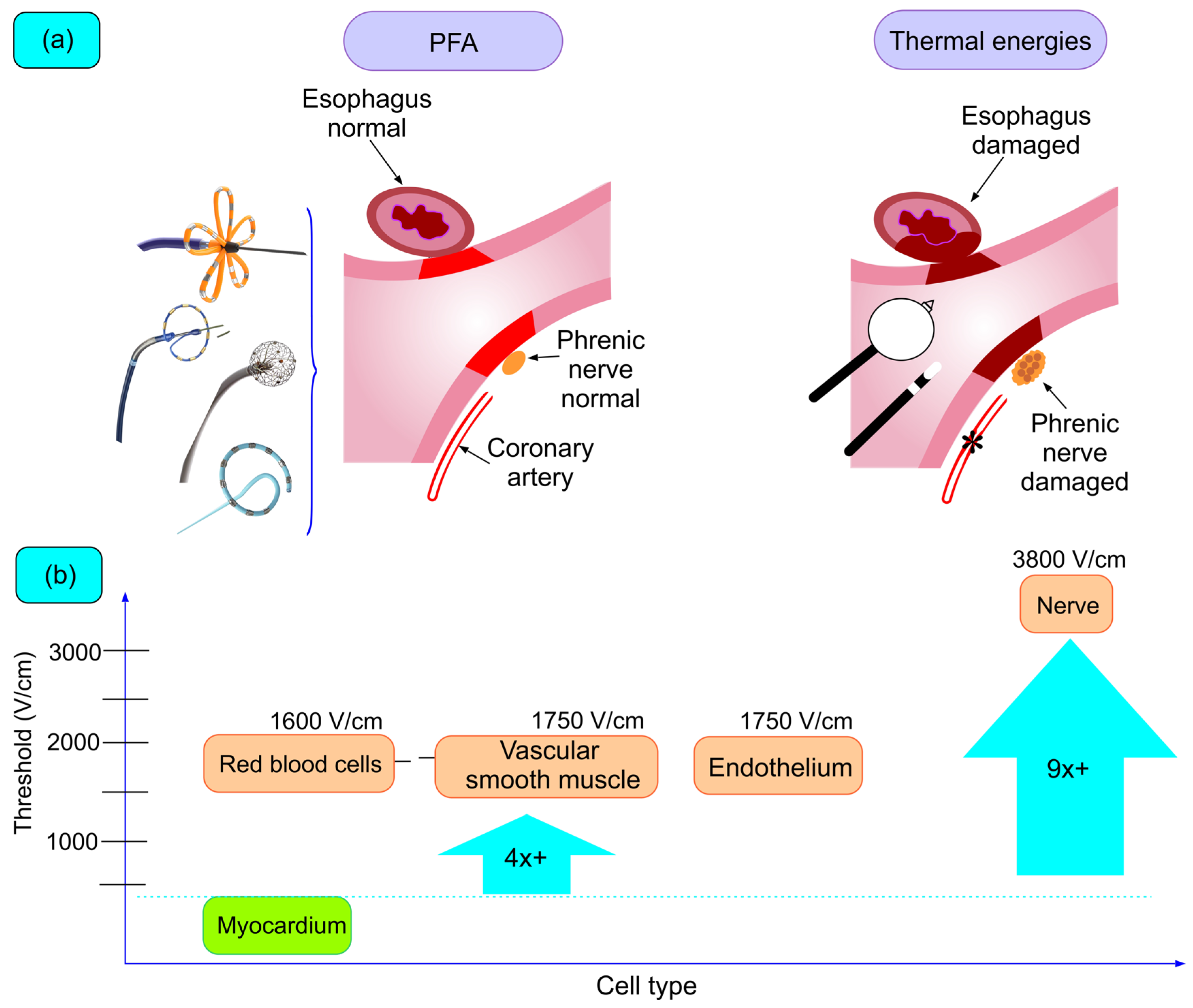 Biomedicines 12 02232 g002
