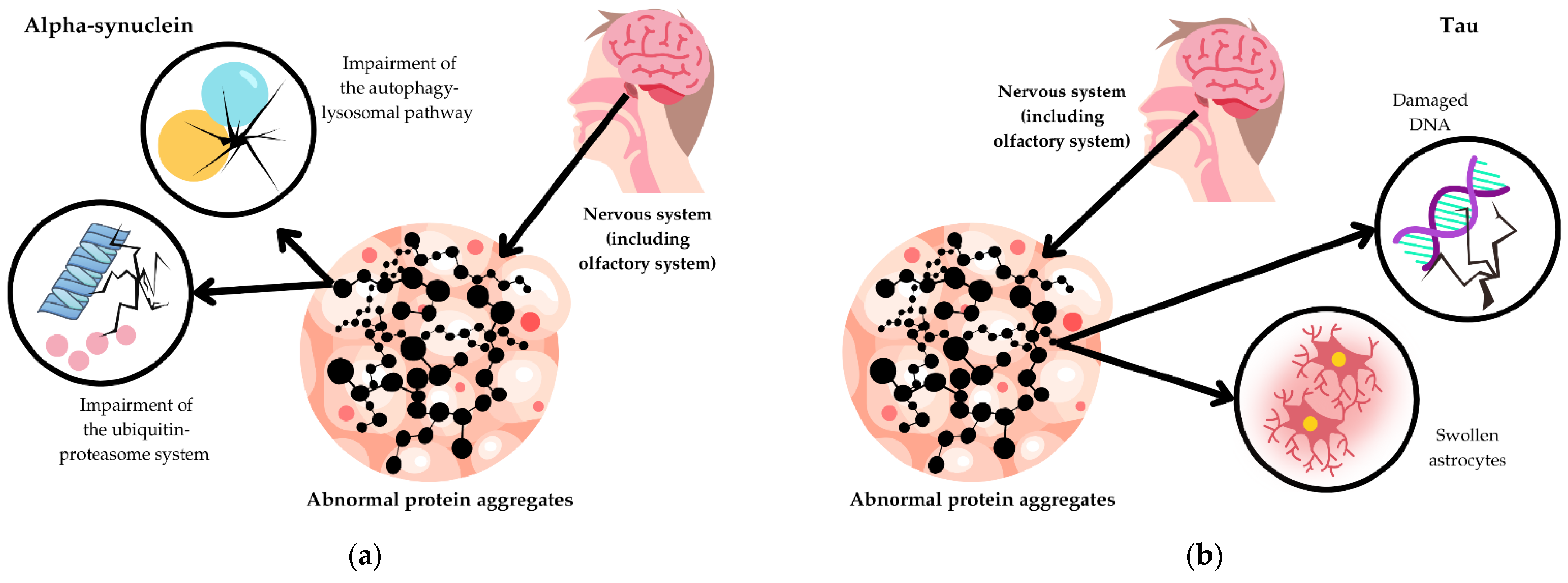 Biomedicines 12 02257 g003