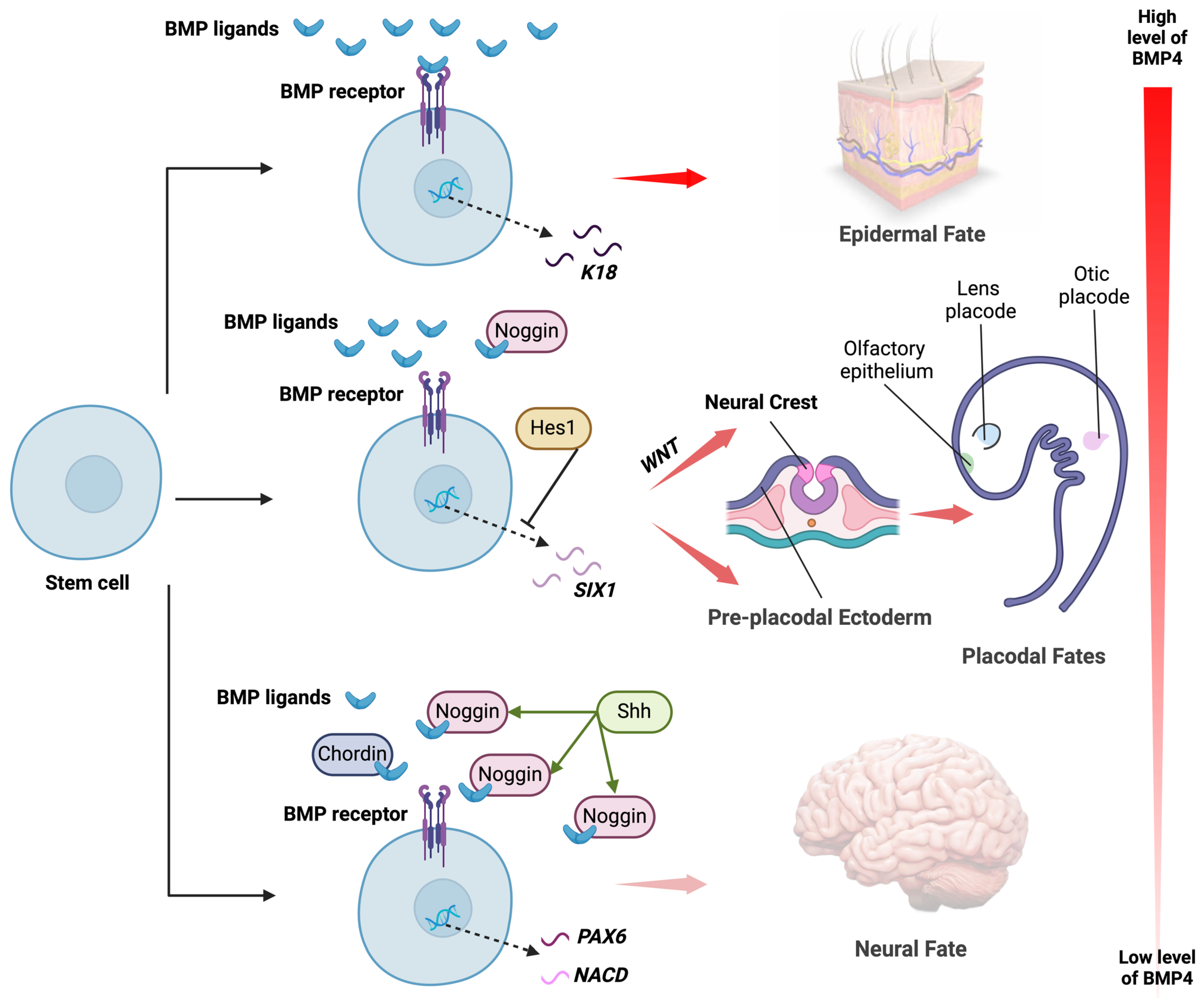 Biomedicines 12 02262 g001 Biomedicines 12 02262 g001