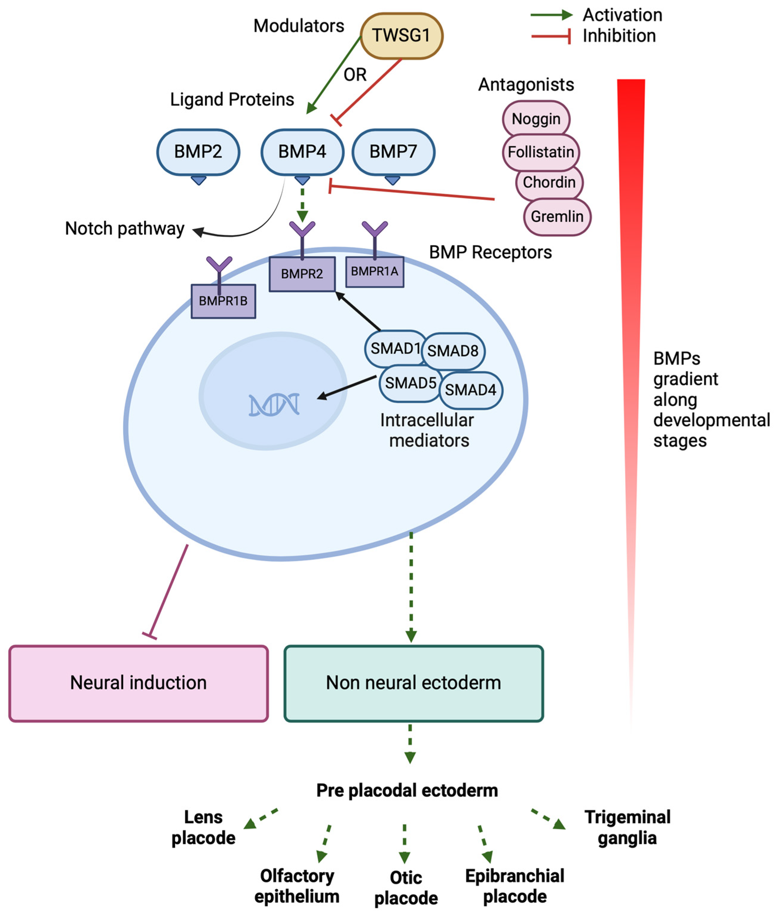 Biomedicines 12 02262 g002 Biomedicines 12 02262 g002