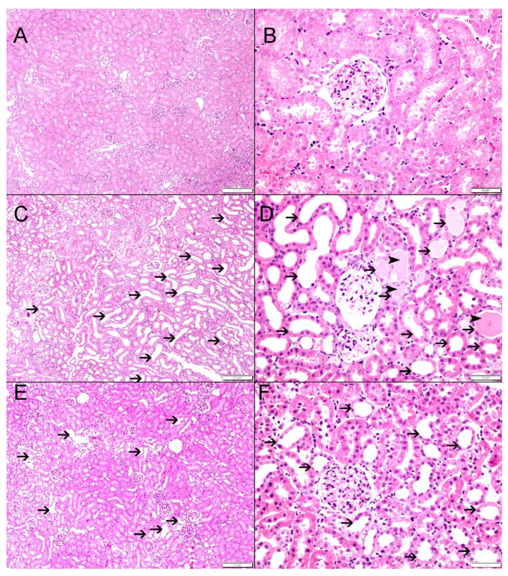 Biomedicines 12 02285 g005 Biomedicines 12 02285 g005