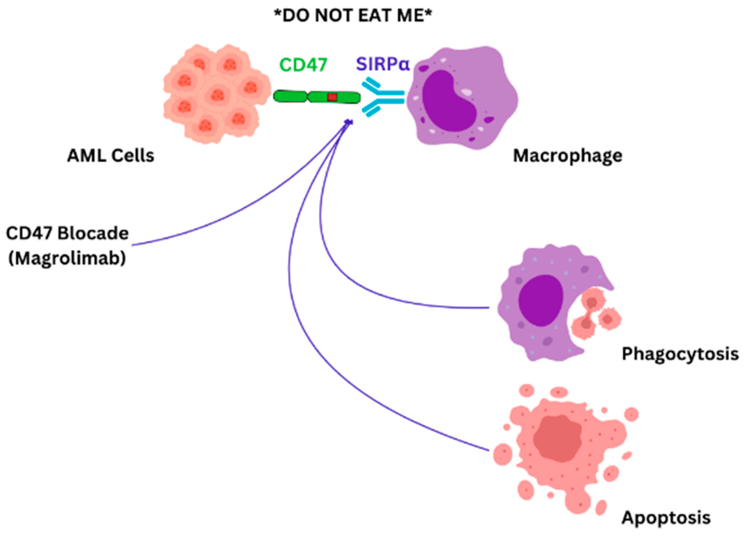 Biomedicines 12 02306 g002