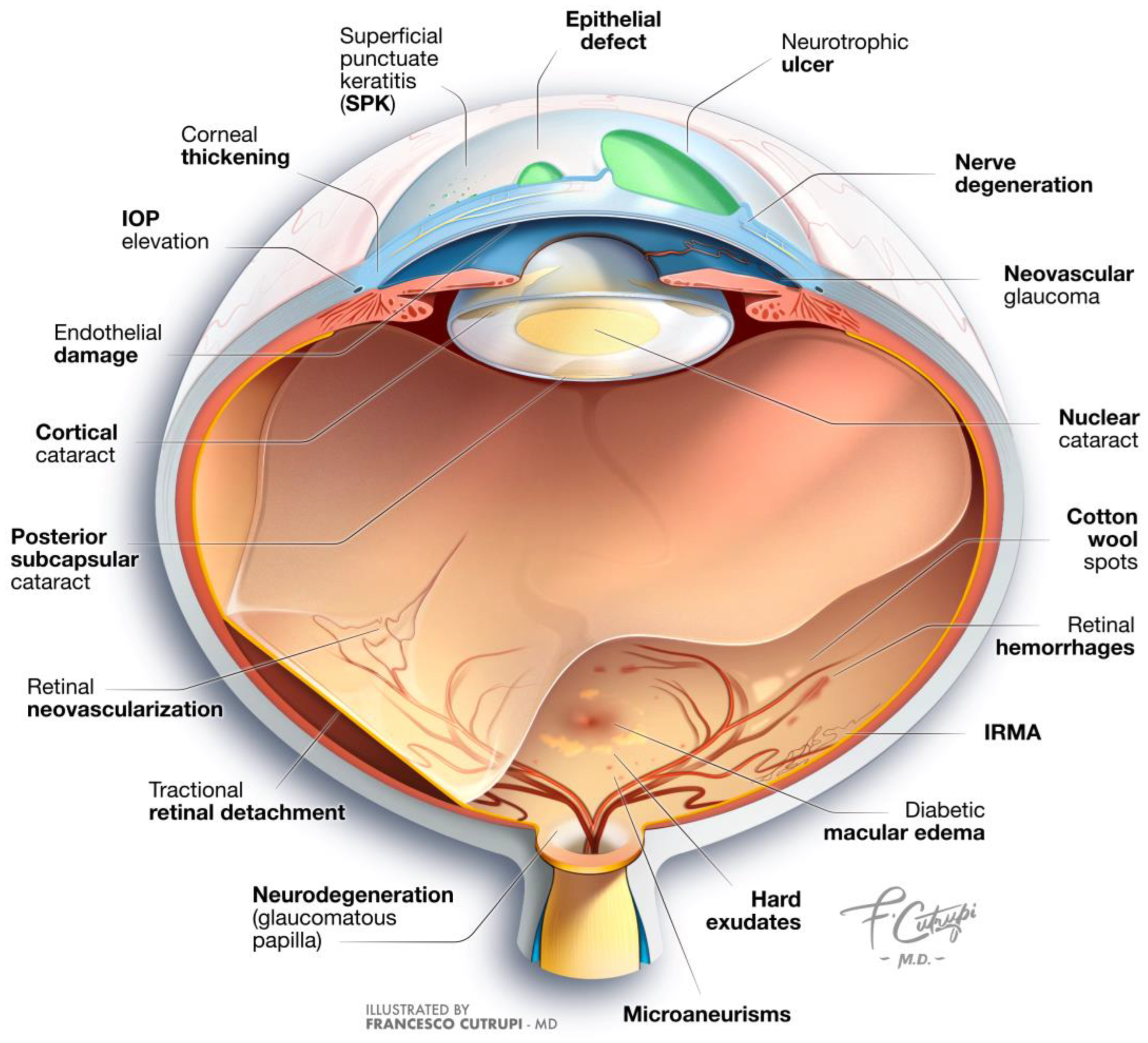 Biomedicines 12 02346 g001