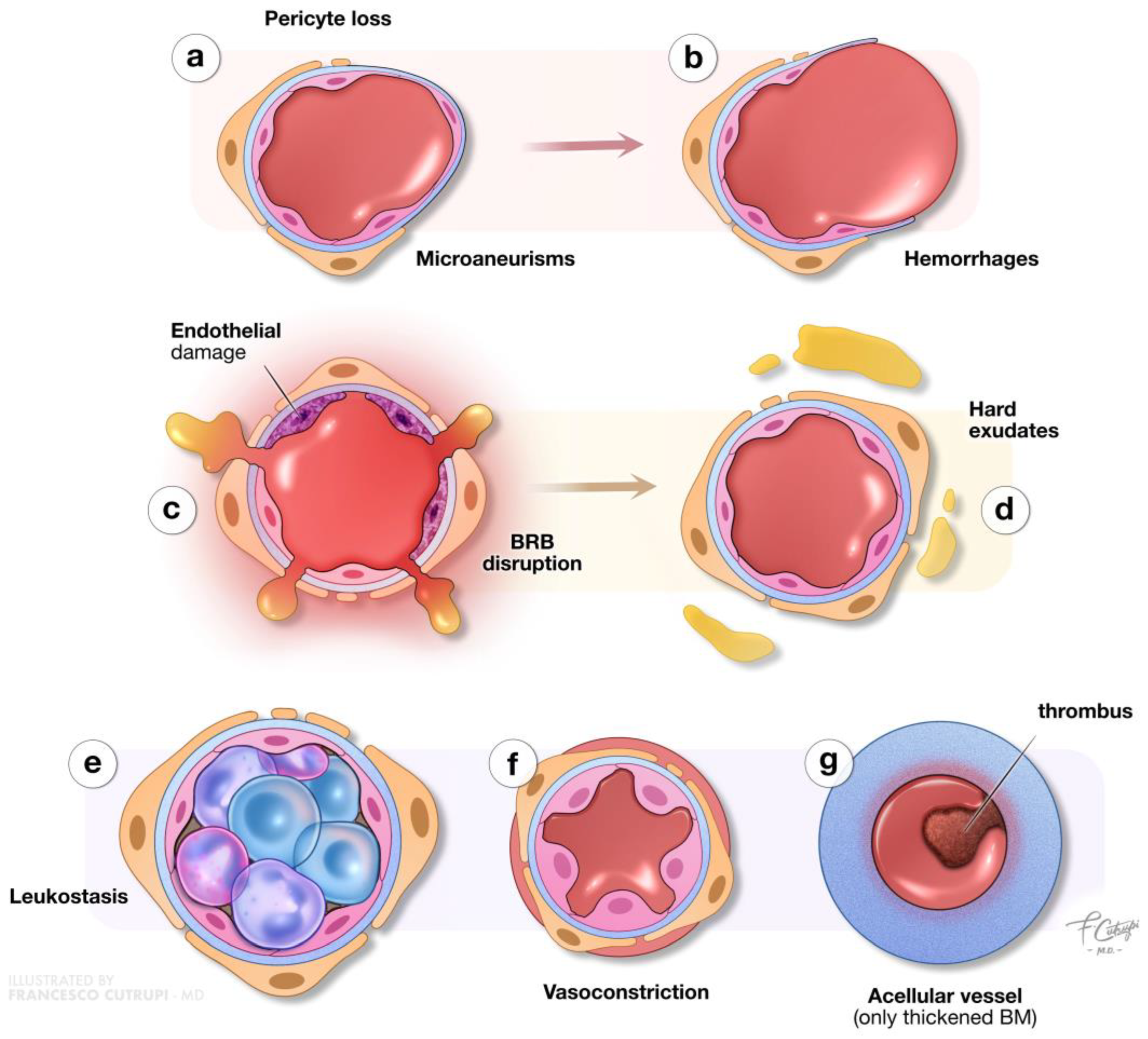 Biomedicines 12 02346 g002
