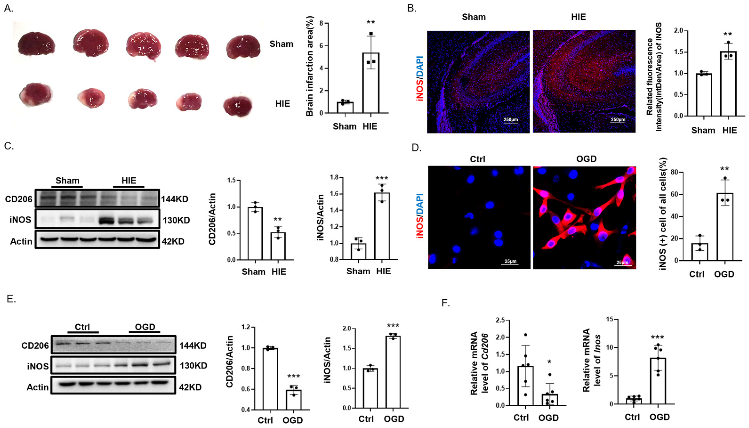 Biomedicines 12 02371 g001 Biomedicines 12 02371 g001