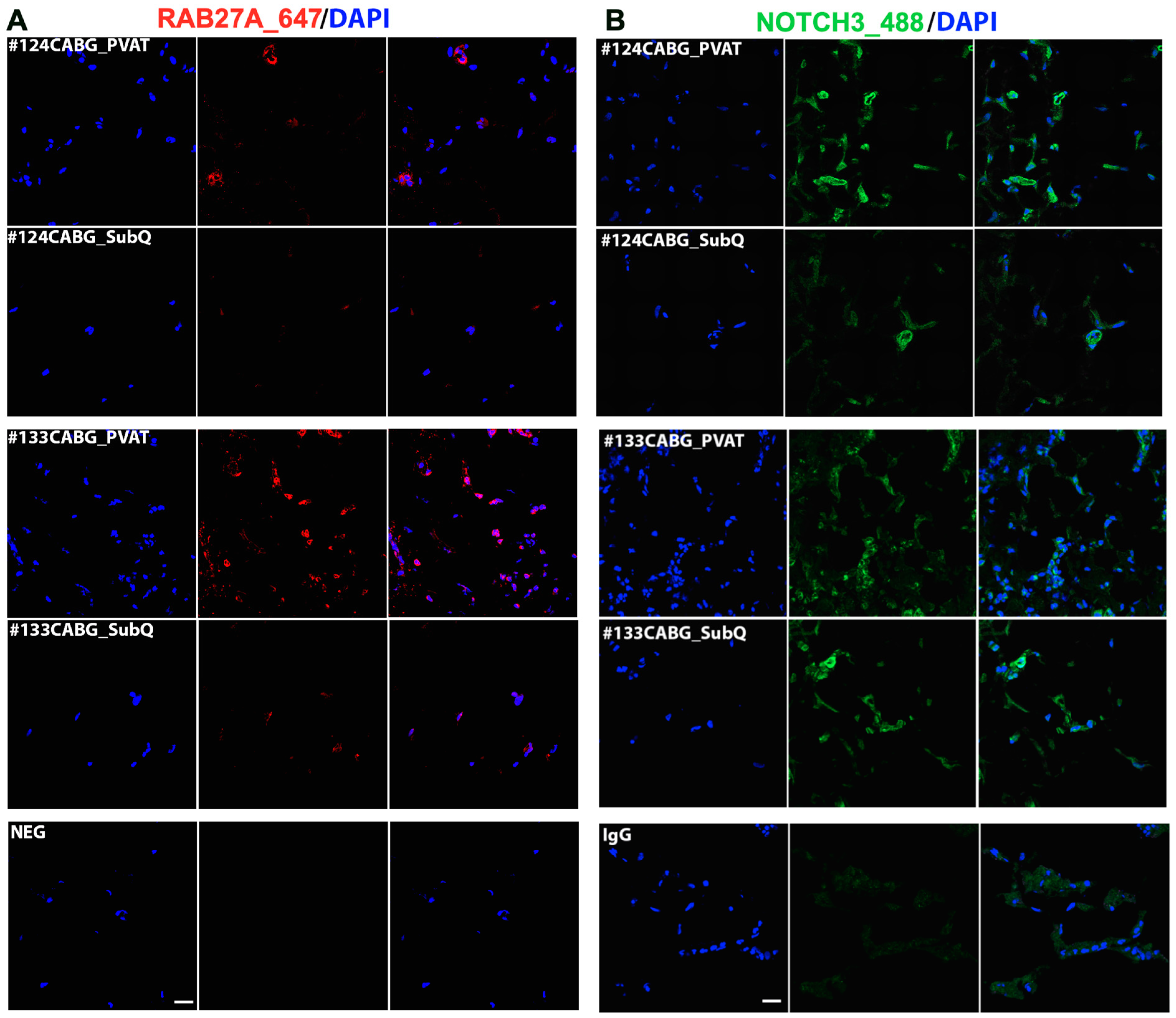 Biomedicines 12 02453 g006