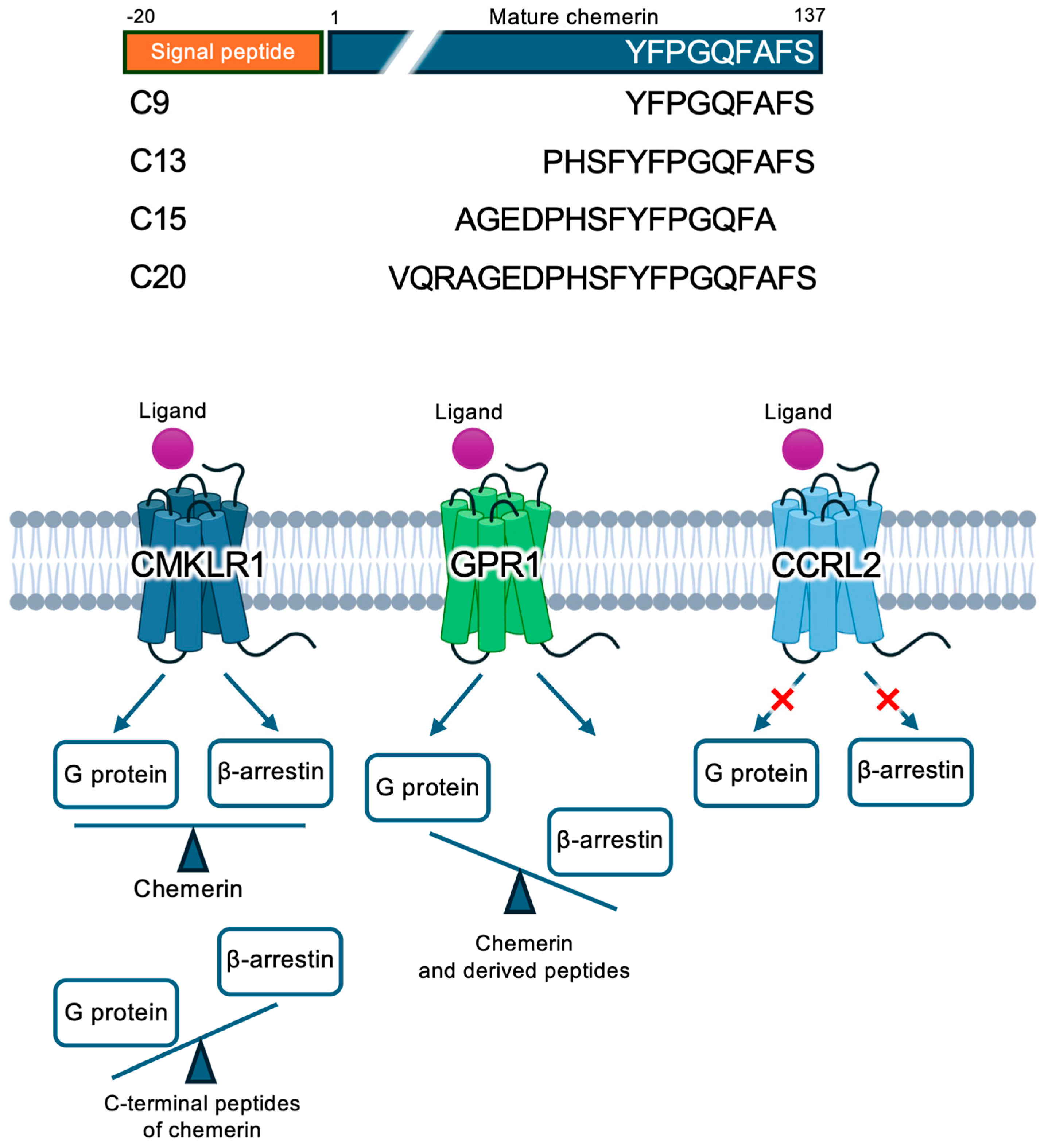 Biomedicines 12 02470 g001