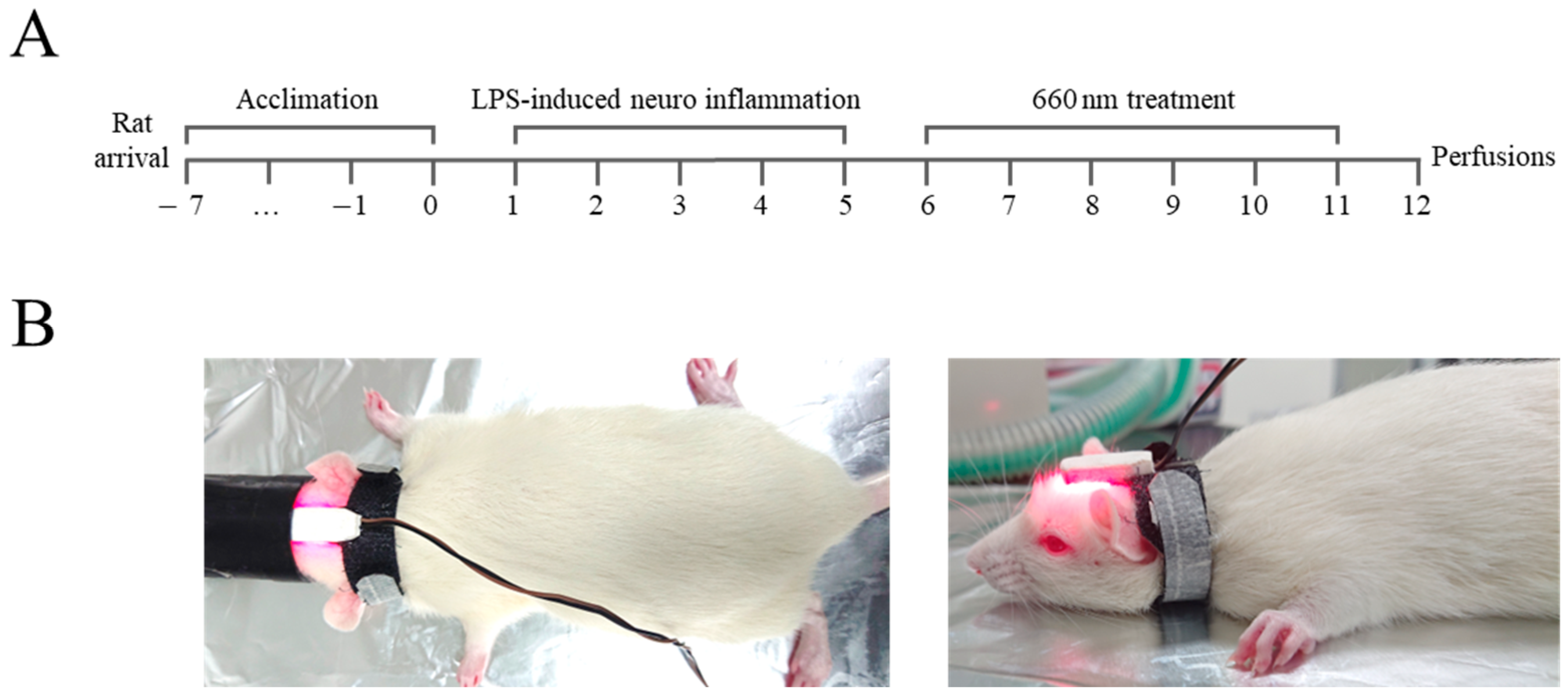 Biomedicines 12 02514 g001 Biomedicines 12 02514 g001