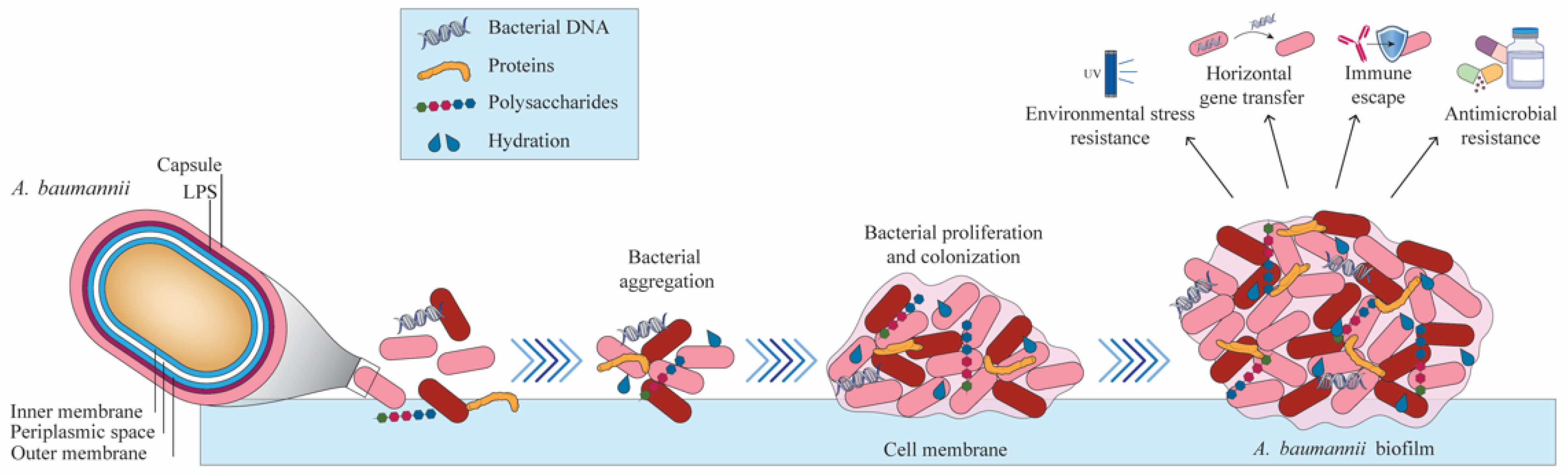 Biomedicines 12 02532 g002