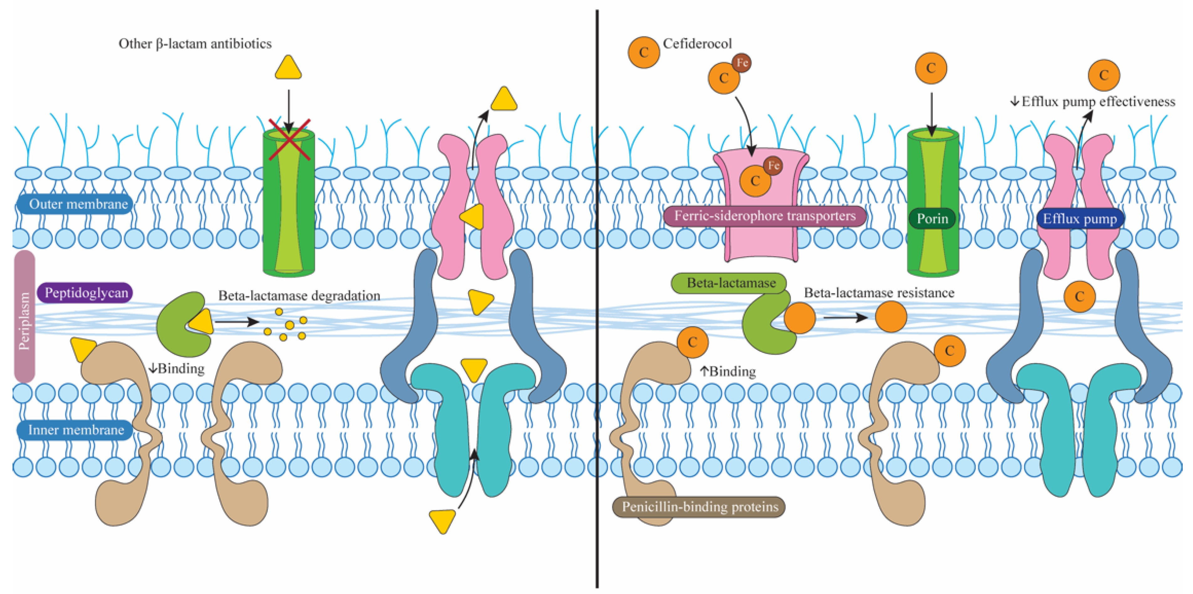 Biomedicines 12 02532 g003