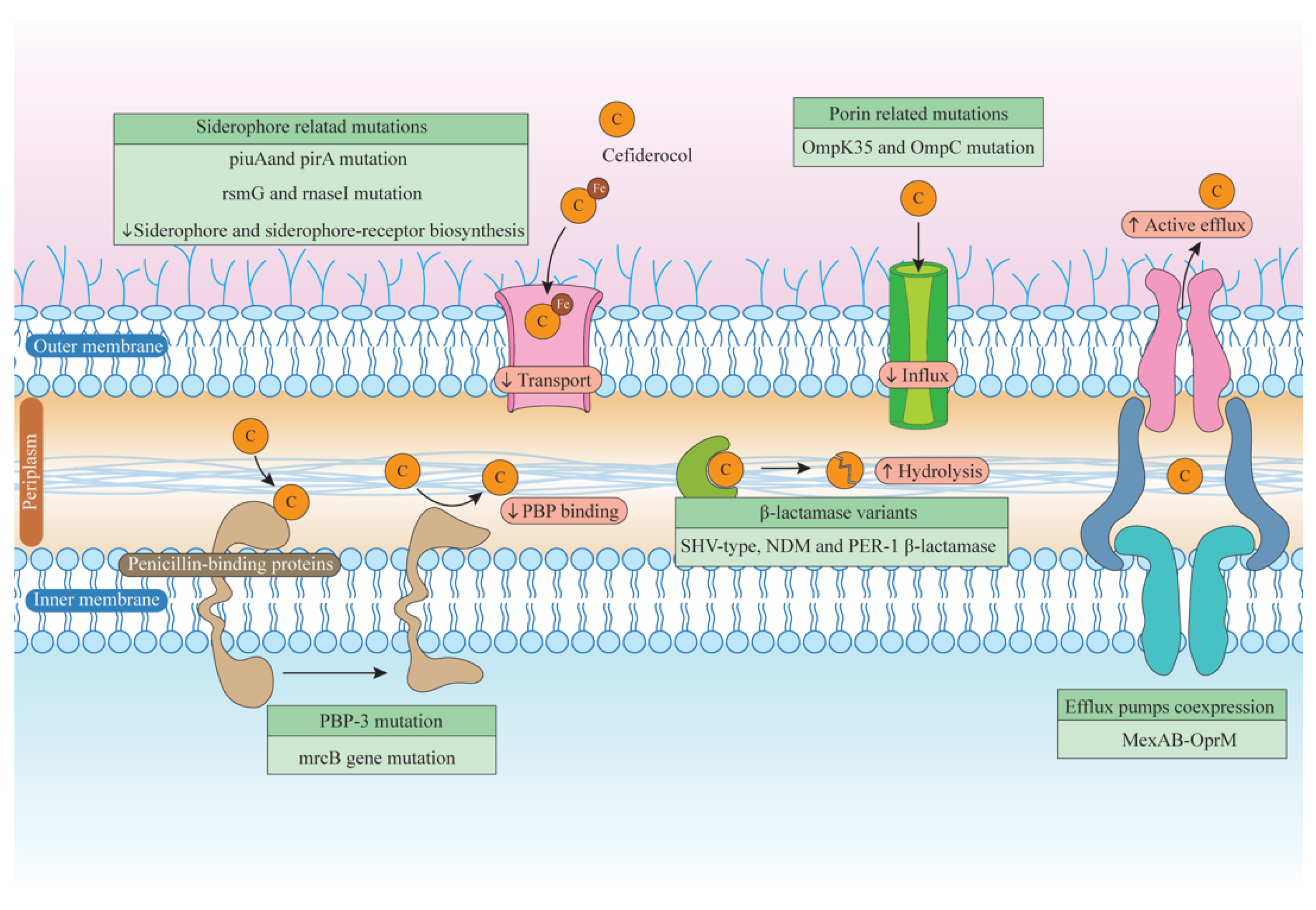 Biomedicines 12 02532 g004