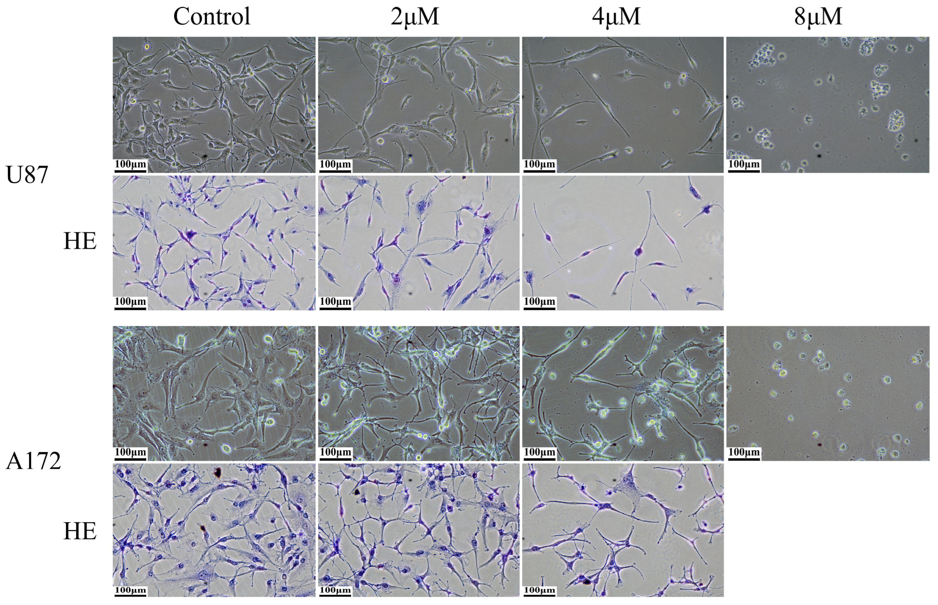 Biomedicines 12 02543 g001