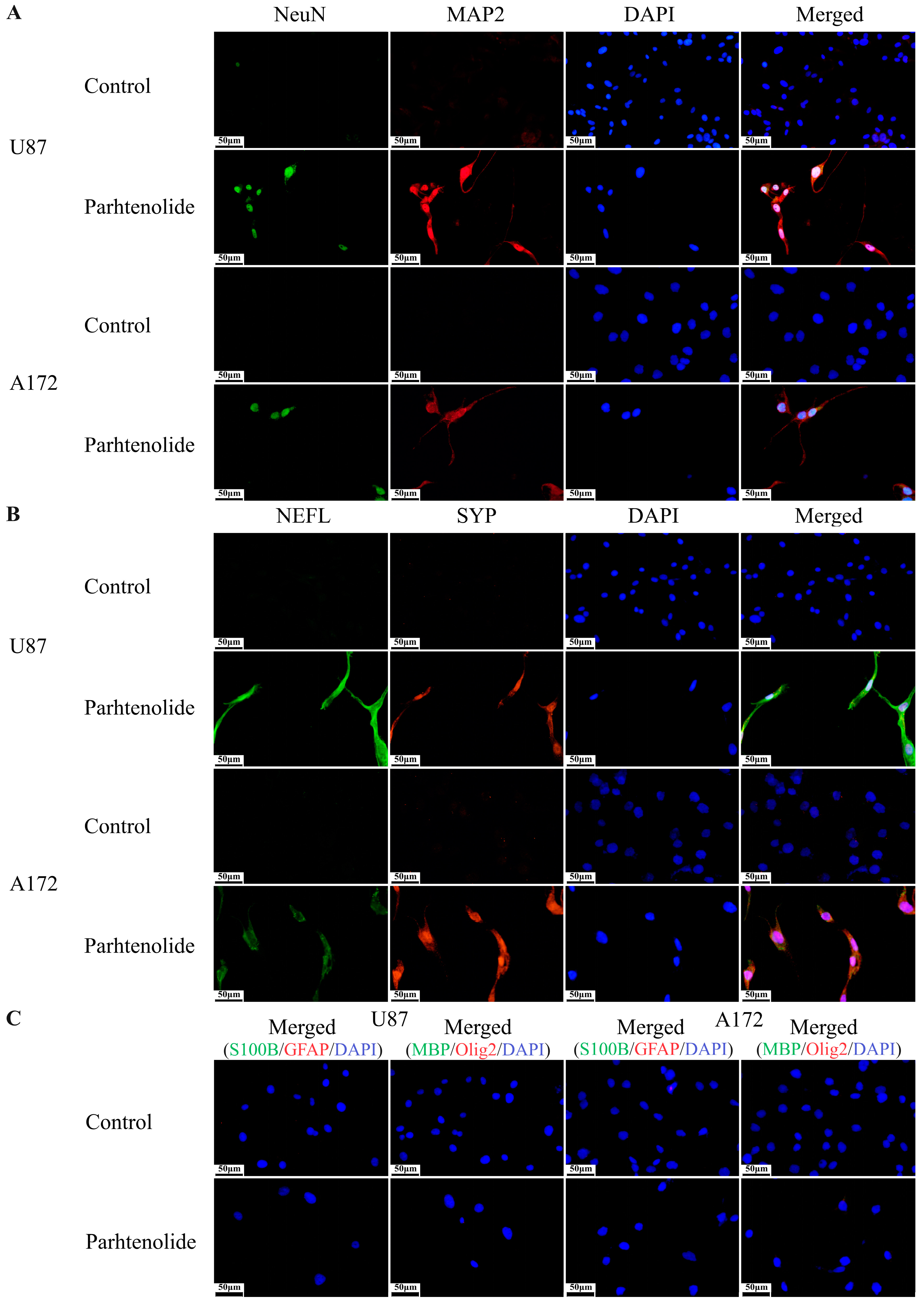 Biomedicines 12 02543 g002