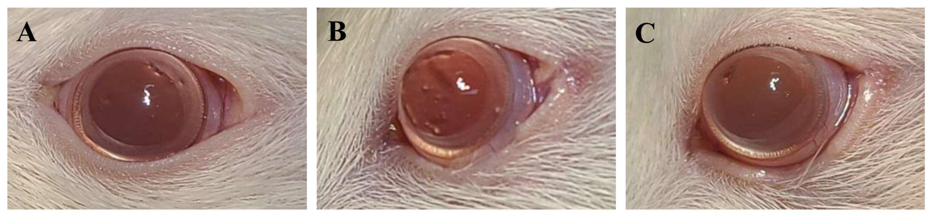 Biomedicines 12 02567 g002